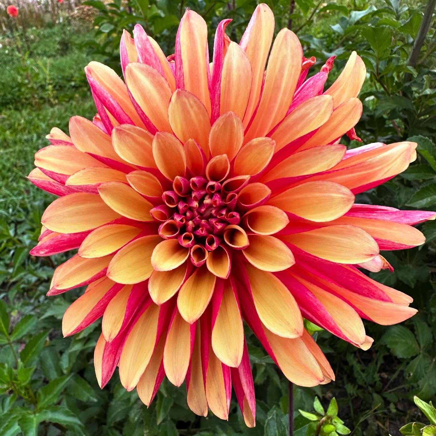 It’ll still be a while before the dahlias look like this, but I am getting so excited to see their luscious faces again! This is one I grew my first year because my oldest son loved it, and now I have bunches of them. It’s not exactly “designer colors,” but part of the fun of flowers is the memories and feelings they bring back, and this one gives me the warm and fuzzies thinking of my kids as little babes. So here’s Gitts Crazy, which I’ll be harvesting by the bucketful just because. #wellgrownfarm #wellgrownflowers #localflowers