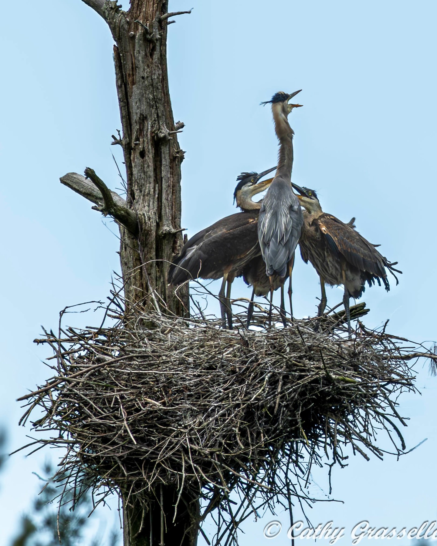 Great Blue Heron Heaven. So fortunate to have been in their company to watch and enjoy the wonder of their world.
#greatblueheron
#greatblueheronrookery
#grassellophotography