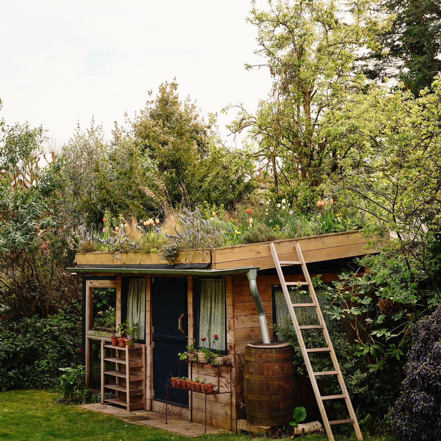 This is an eclectic green roof so there is always something flowering for the insects to feed off. Photograph by @dean.hearne #greenroof #biodiversity #citygardens #flowers #englishgarden #englishgardendesign #gardeninspiration #gardenlovers #gardendesignideas