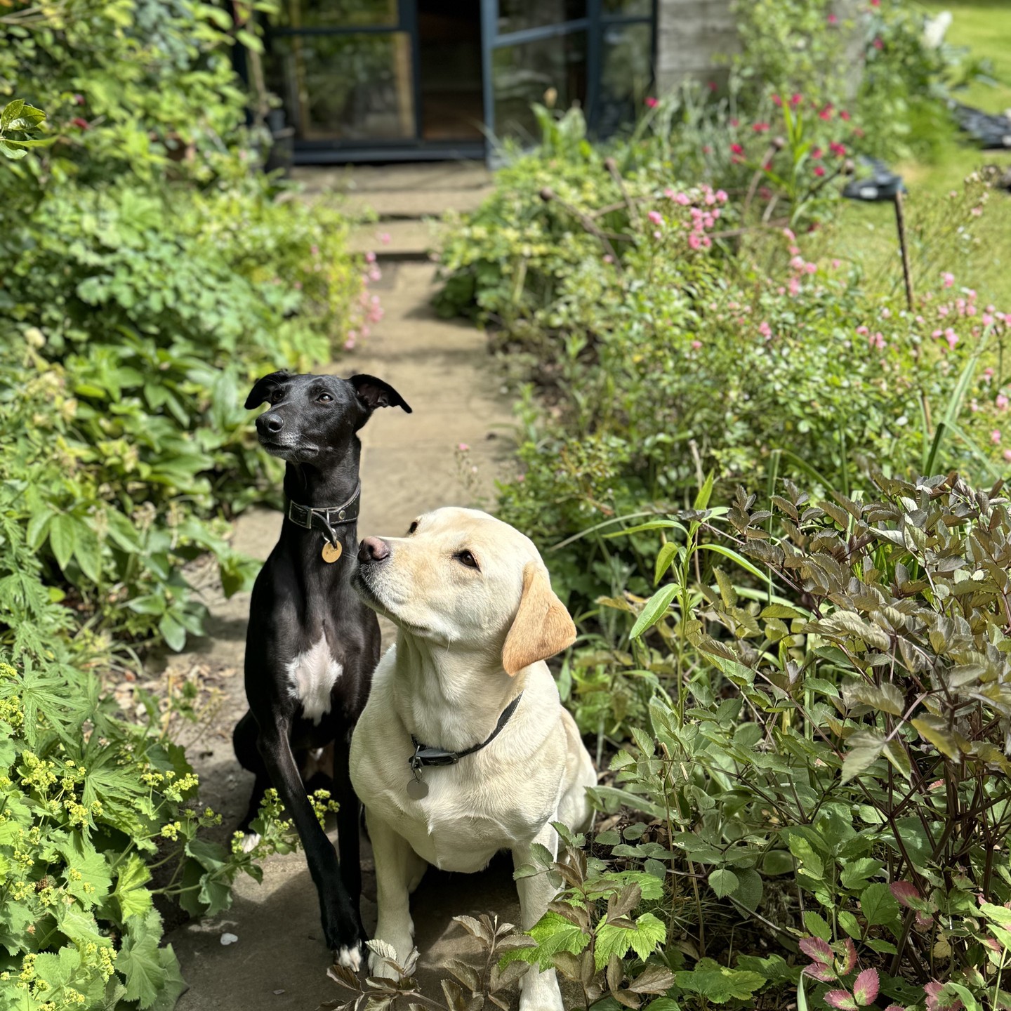 The Tulip Landscapes 'office assistants' #englishgarden #officedogs #gardendesign #tuliplandscapes #dogsofinsta #londongardens