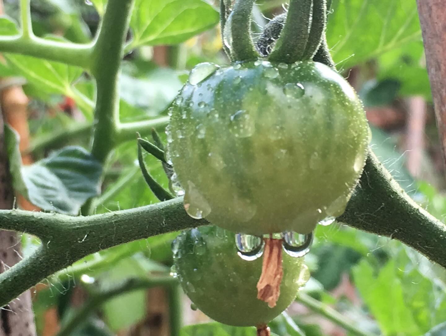 Voice for food! Family, my sister, inherited mother’s love of growing gardens and her talent for hosting & cooking. When she moved to Covent Garden London, she chose 1970’s award winning housing, unique, wee private gardens, hidden from st view 3 flights up. That’s England for you, patch of joy, growing in soil. Now she lives in a country town, Bury St Edmunds with a smaller patch tucked behind her hickelty pickelty medieval terraced house. I’ve watched her marvel as her seedlings bloom or frustrated with unwelcome snails, slugs, greedy aphids whilst, lovingly overseeing her capsicums, beans, tomatoes, greens, carrots as they sip the morning dew. Unintentional permaculture? clustered in sheltering embrace of ancient brick walls, a suntrap of a backyard with soil filled pots & tubs all a growing tumble. Protected tendered, a few precious crops. A true Suffolk monastery market town, centuries a regular marketplace mixed, incl. regular fish veggie & meat stalls, same families for generations. At the seedling & plant stall I watch her hover, before the spring frenzy, best be early when the nurseries cuttings & seedlings are still bulging the shelves. Her carefully choosing seasons seedlings, anticipating pleasure of harvested bounty shared. Her food rituals, walks twice weekly for fresh picked market-day buys; daily weightlifting workout with heavy Le Creuset pans; Recipe books for relaxation read, prepping at least two veg dishes to accompany a meat (Steering away from starch, hubby health in mind). Graduate Jacob Kramer Art College, affinity with creativity, designing her flavoursome nourishing meals, offerings to be enjoyed, visually, experientially, to be comfortably seated at a well-dressed table, conversation, woven with a gentle pace. Shared stories of family recipes, eking out childhood whispering memories, cooking together to relive flavours. Respect my sister & 2 food-talented sis-in-law’s. Family food, not hierarchy, competition, celebrity. Is there a louder food voice? Many families, friends, gather whole lives into home cooking, fathomless, touching soil, dishes new or tradition, nurturing one’s kith & kin.