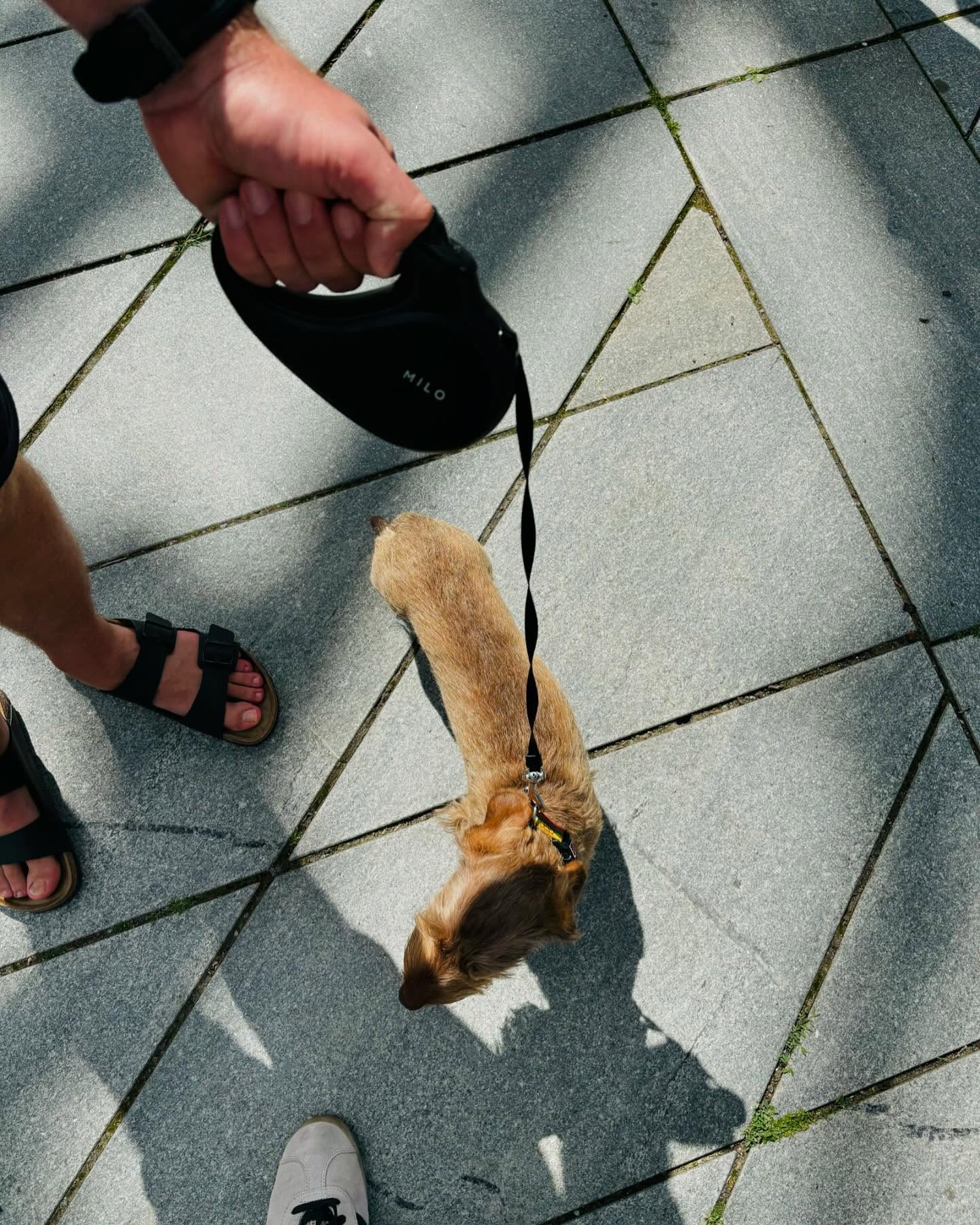#miloleash in action, sunny summer vibes! ☀️
#dogleash #dogs #dachshund