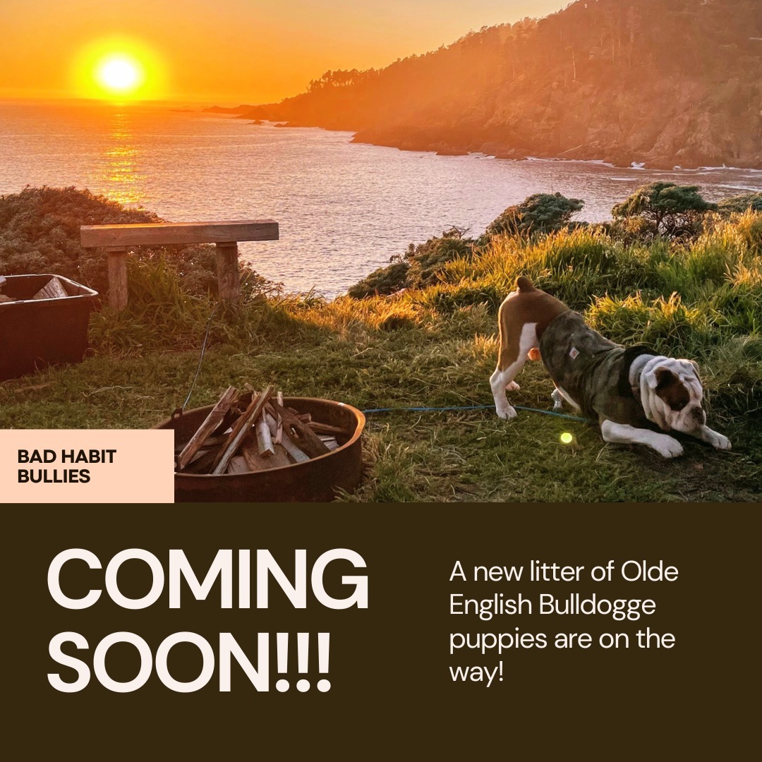 ๐ Exciting News! ๐พโจ We're thrilled to announce that we have a new litter of Olde English Bulldogge puppies on the way! ๐ Stay tuned for updates as we get closer to their arrival. ๐ถ๐ #PuppyLove #OldeEnglishBulldogge #ComingSoon #sonomacounty #california #englishbulldog