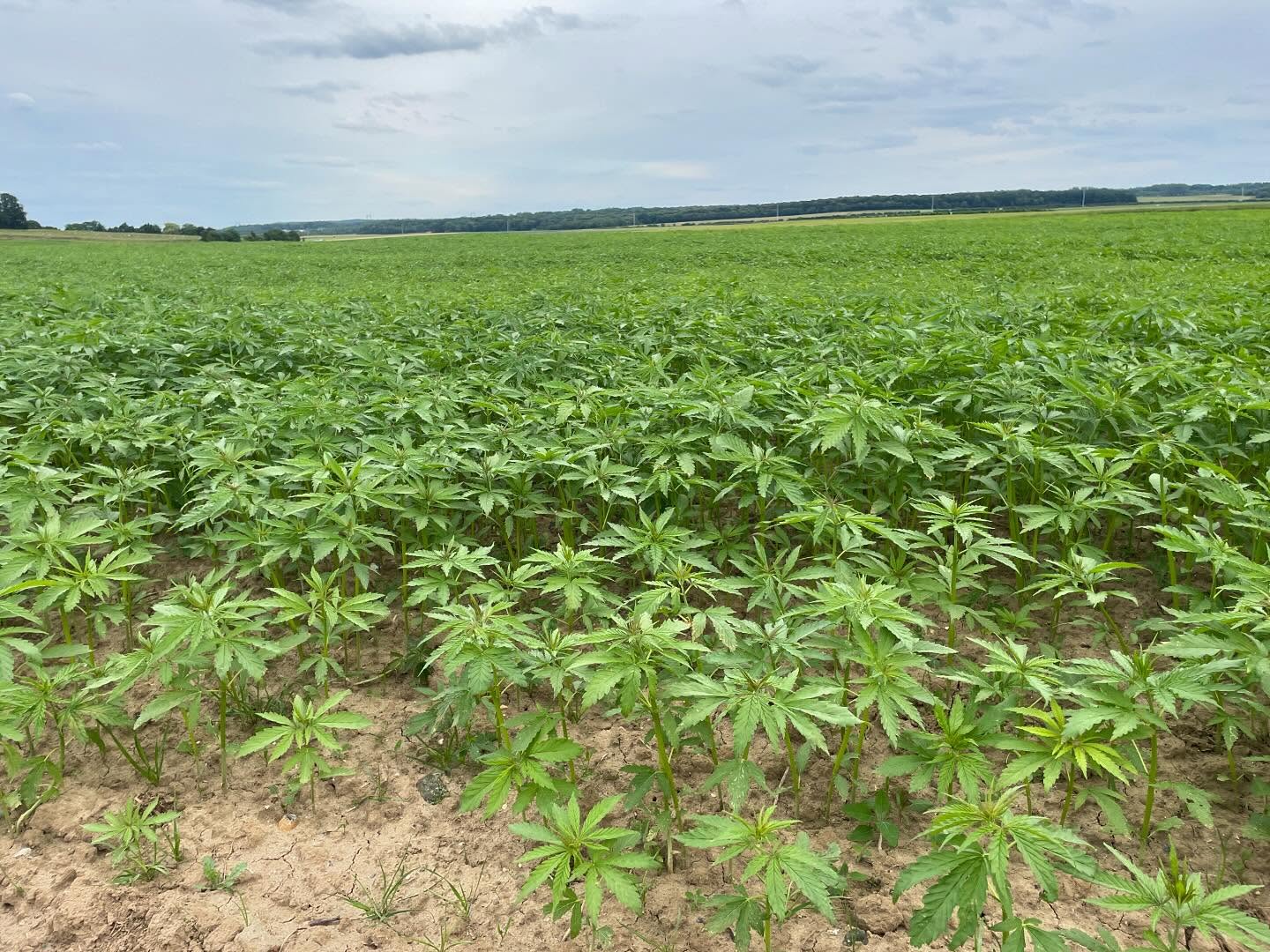 Chanvre du soir, espoir !
#biosourcés #chauxchanvre #betondechanvre #isolation #renovation #materiauxnarurels #oise #hautsdefrance #valleedoree #plainedestrees