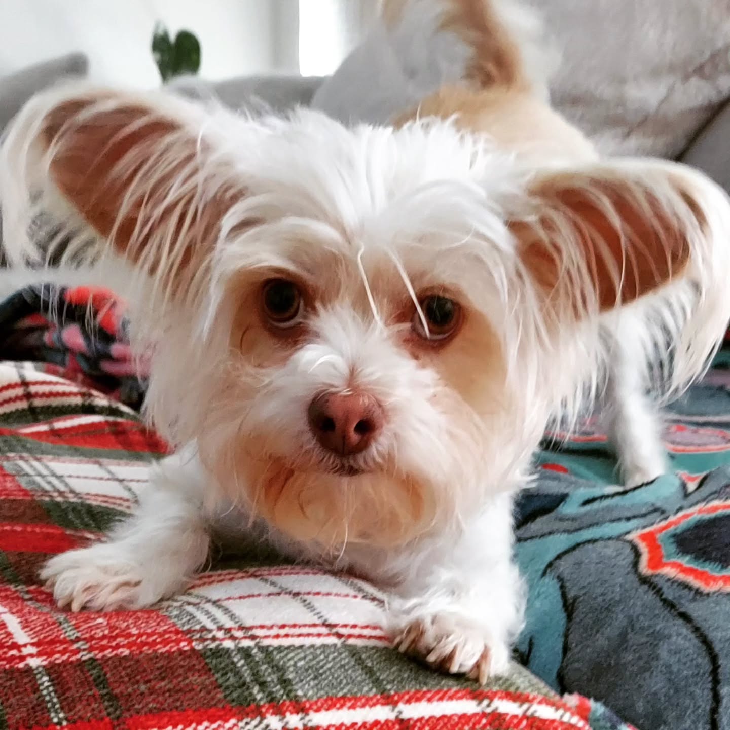 Hart 🩵🐾🥰
#dogsitter #iloveyourdog #tellyourdogisaidhi