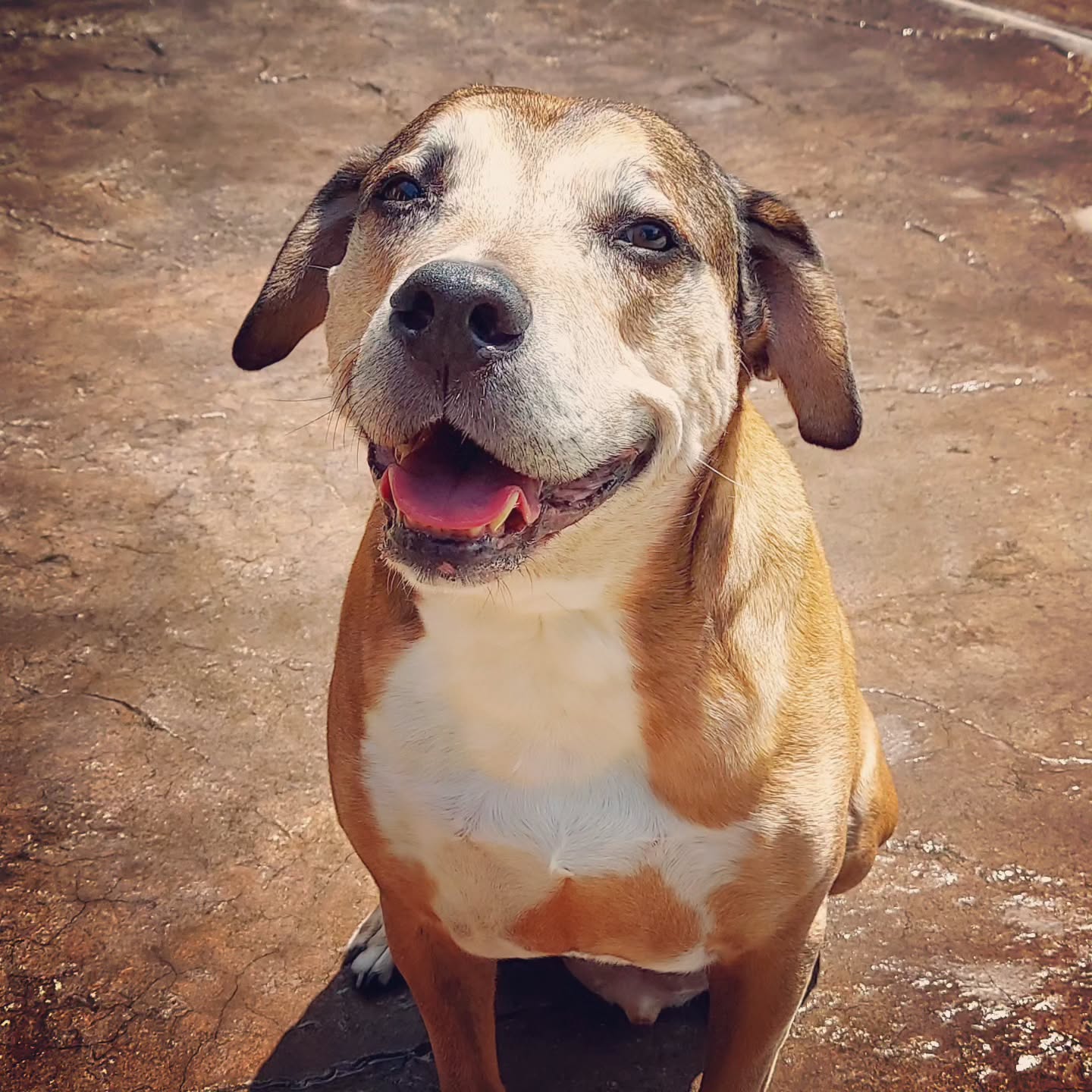 Ziggy is so handsome! 🥰🩵🐾