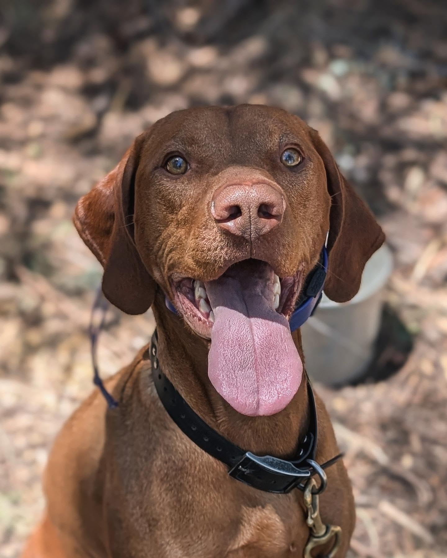Ezra, you lucky dog!
Ez will be camping and training the next few months among a crew of red dogs. Thank you Patrick for your help bringing out what he is capable of!
Miss you already buddy 🧡
#summercamp #birddog #birddogtraining #vizslasofinstagram #vizslalife #vizslagram #vizlsalove #solterravizslas #ilovemyvizsla