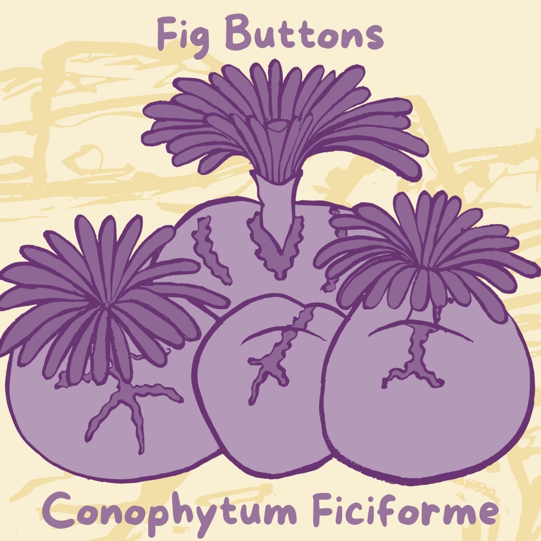 🔮 CONOPHYTUM FICIFORME 🔮
Our precious Fig Buttons!
Sometimes called Living Stones, Fig Buttons hide in crevices on the steep slopes of rocky hillsides, (just like us!) these tiny gems remind us to step gently as we move through the desert.
These unique little members of the Vygie family (or Aizoaceae if you're feeling botanical) are almost impossible to see at first, but with consideration and practice, you'll notice them in abundance along the rocky outcrops of Rocklands.
We love you Fig Buttons!
Thank you for reminding us to watch where we walk.
#rocklandsbouldering #wetforwildflowers #botany #desertplants #yoga