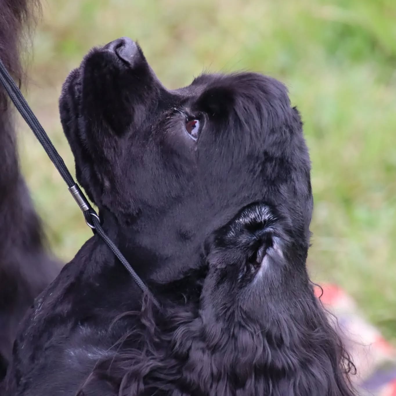 Hundeausstellungen sind manchmal wie eine Lotterie 😄
Dizzy Miss Lizzy v.d. Trüffeleiche "Lucy"
Aarau l: V1, Jugend-CAC, Jugend-CACIB, Jugendsieger, Beste Hündin, BOS
Aarau II: SG 1
Aarau III: V1, Jugend-CAC, Jugend-CACIB, Jugendsieger
Ch Cold-Case Lagertha "Finja"
Aarau I: G
Aarau II: V1, CAC, Beste Hündin, BOS
Aarau III: V1, CAC, CACIB, Beste Hündin, BOS
Merci Hughes pour l'exellante toilettage de Lucy. Merci Michèle und Petra für eure Unterstützung und Jens für die Fotos 😘