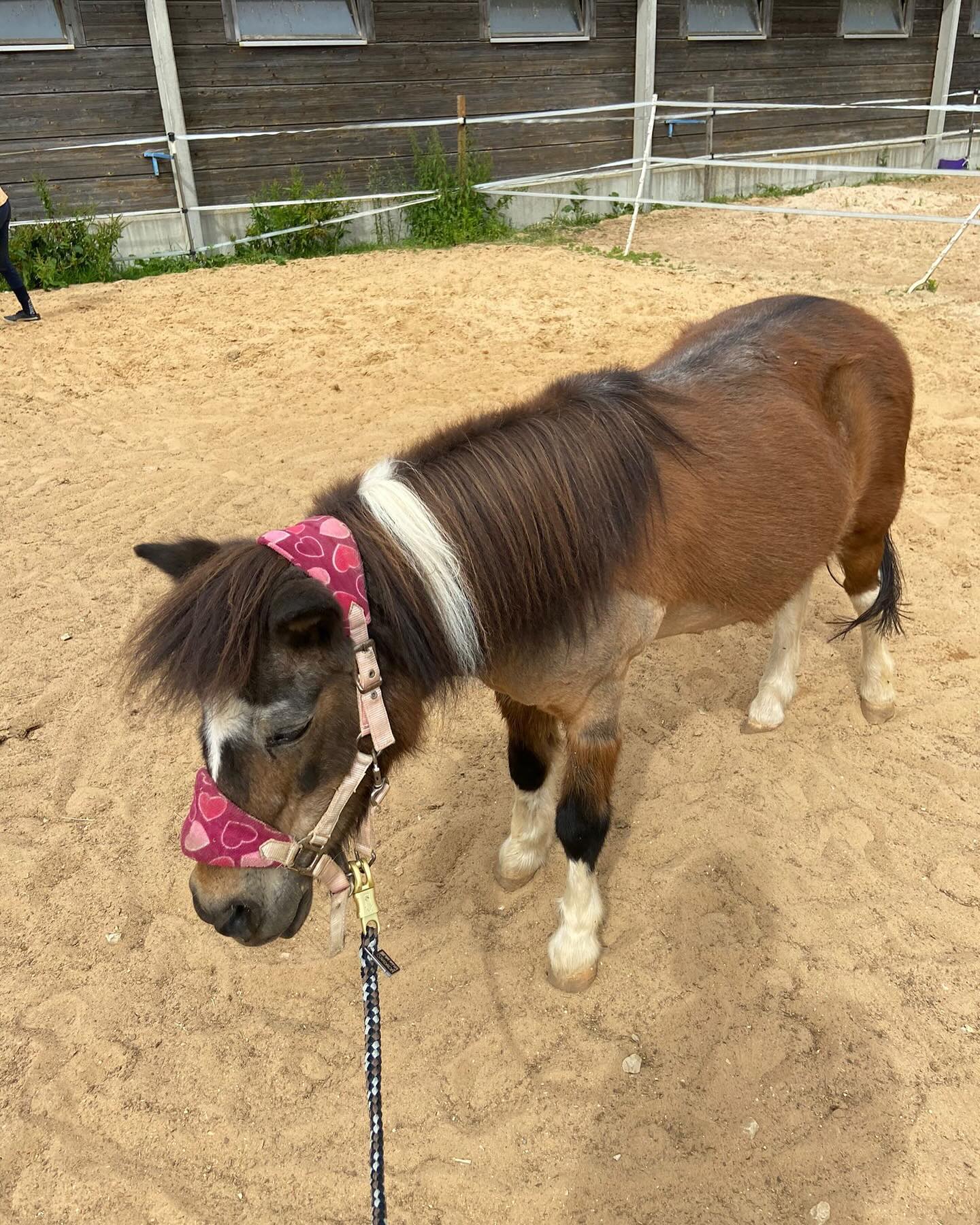 Nachdem es die letzten Tage so heiß war, wurde Betzi mal wieder geschoren, da sie durch ihr Cushing den Fellwechsel nicht mehr so gut schafft. Sie fand es sichtlich super, dass @pferdeservice_by_marianne da war. Vielen Dank @mariannekastenmayer
#shetlandpony #cushing #shetty #shettypower #rentnerin #seniorin #pferdeschur