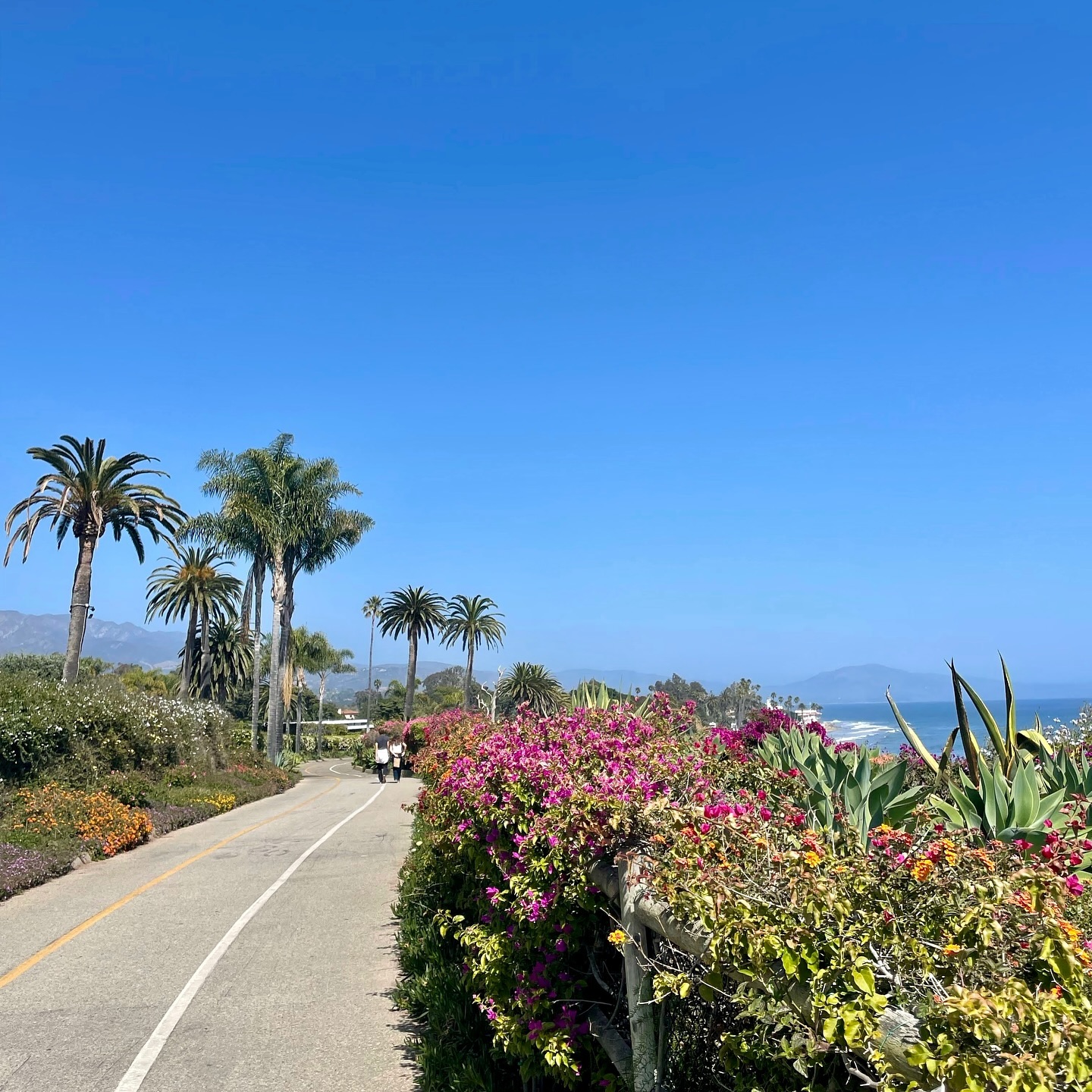 🦋Butterly Beach 🦋
Back in one of our favorite places, thinking about what to include in your guide to the perfect Santa Barbara weekend… so far: beaches, restaurants, festivals, museums, coffee and hikes (of course).
What else do you want to know about?? DM us or leave a comment below.
Happy weekending!
Xx
the future wild
.
.
.
.
.
.
getoutsideandplay explore #santabarbara #california goldcoast butterflybeach montecito #thefuturewild