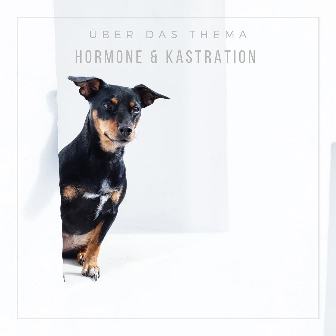 Wenn Hormone bunte Partyhütchen auf haben….
•
Da fast jeder, mit einem unkastrierten Hund früher oder später mal damit konfrontiert wird, möchten wir heute mit euch über das Thema Hormone & Kastration sprechen, da hierzu leider noch viel zu viel Irrglaube und veraltetes Halbwissen verbreitet wird.
->leider besonders von Tierärzten.
•
Studien zufolge werden rund 68% der Rüden aufgrund von Verhaltensauffälligkeiten kastriert.
Die Erfahrung zeigt allerdings, dass die meisten Verhaltensauffälligkeiten, wie massives schnüffeln oder protziges Verhalten „Konkurrenten“ gegenüber durch konsequentes Training gut in den Griff bekommen werden können und eine Kastration meistens gar nicht des Rätsels Lösung ist.
Eine Amputation- etwas anderes ist eine Kastration nämlich nicht- bringt in weniger Fällen als ihr wahrscheinlich vermuten würdet den gewünschten Erfolg und trotzdem hält sich der Glaube fest, dass es anders ist.
-Unsicherheiten oder Ängste können durch das fehlende Testosteron im Körper begünstigt und sogar um ein vielfaches verschlimmert werden.-
Nur mal so am Rande.
•
Unsere Erfahrung zeigt allerdings auch ganz klar, dass viele Halter kastrieren lassen möchten, da sie den vollkommen natürlichen Sexualtrieb und alles was damit einhergeht einfach im Alltag nervig finden und sich nicht die Mühe machen möchten das mit dem eigenen Hund zu besprechen.
->was durchaus möglich ist.
In den meisten Fällen sogar sehr gut.
•
Bei Hündinnen kam heraus, dass ihre Halter sie zu 81% aus medizinischer Prophylaxe kastrieren, um z.B. Mammatumoren oder Scheinschwangerschaften vorzubeugen.
Es erkranken aber in der Regel nur 0,2 bis 1,8% der Hündinnen an Mammatumoren.
Diese sind übrigens in den wenigsten Fällen tödlich, da sie bei regelmäßigen Kontrollen, etwa durch abtasten, sehr früh erkannt und behandelt werden können.
•
Eine Kastration-
also das Entfernen maßgeblicher Hormone- macht natürlich etwas im Körper des Hundes.
•
Was genau, erfahrt ihr morgen im nächsten Beitrag.
Uns würde aber schon jetzt interessieren, wie ihr zu dem Thema Kastration steht.
Ist euer Hund kastriert oder gechippt?
Wenn ja, wieso und wenn nein, wieso nicht?
•
Eure Jasmin🫶🏼