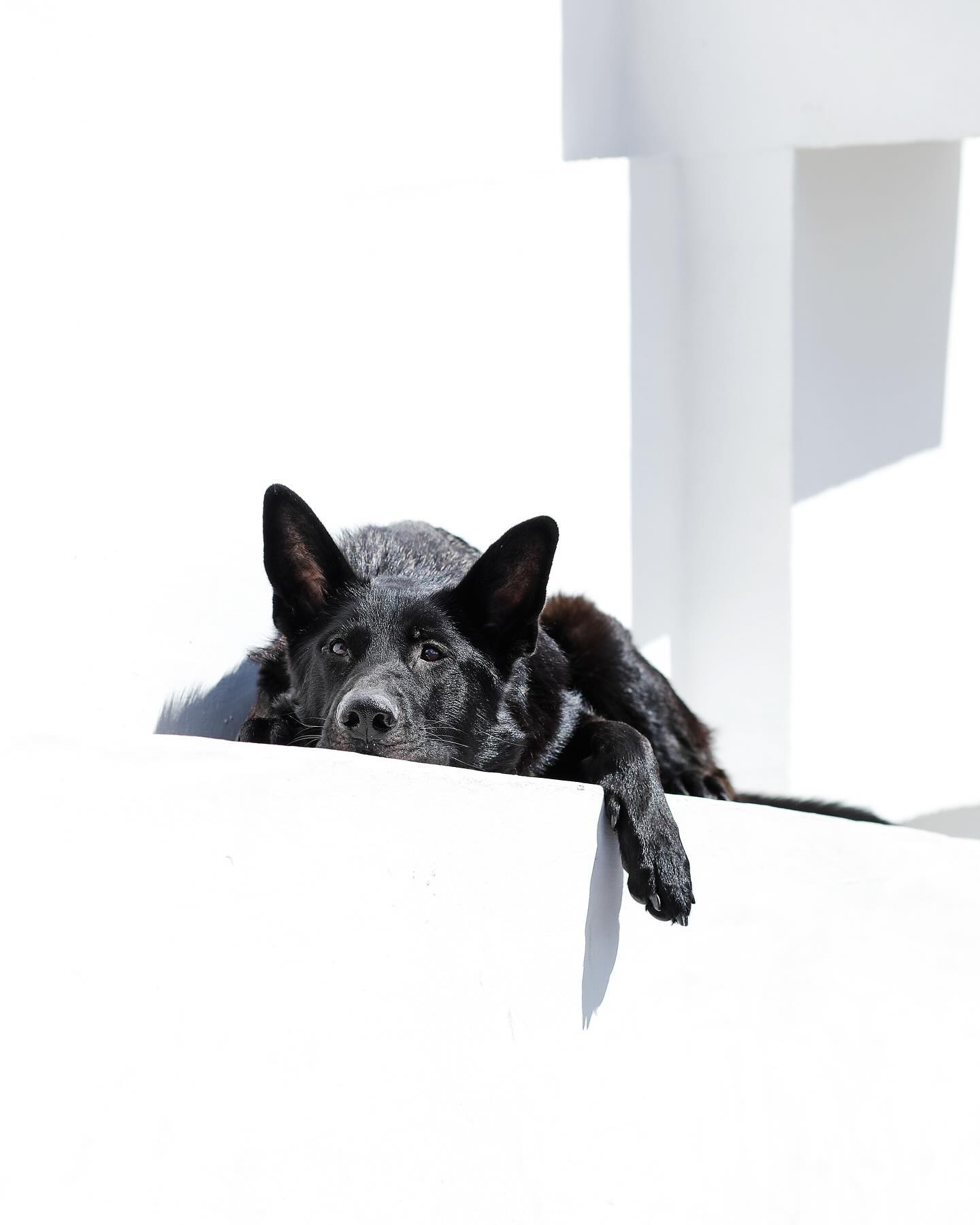 Was macht eine Kastration mit dem Körper des Hundes?
•
Eine Frage, die wie wir finden, sich viel häufiger im Vorhinein gestellt werden sollte.
Wie immer gilt auch hier, alles kann, nichts muss zwingend bei eurem Hund auftreten.
Die Wahrscheinlichkeit dass, wird durch eine Kastration halt allerdings enorm erhöht.
•
Das Risiko anderer Krebsarten, wie Knochenkrebs oder Blasenkrebs steigt zum Beispiel enorm an, verdoppelt sich zum Teil sogar.
Viele kastrierte Hunde leiden eher an Demenz, Immunschwäche, Diabetes oder Milztumoren.
Das sind ein paar wenige Krankheiten, die weniger schnell von außen erkannt und dementsprechend unter Umständen weniger früh behandelt werden können, wenn sie überhaupt behandelbar sind.
•
Neben den steigenden Anfälligkeiten für andere Krankheiten, steigt durch die fehlenden Hormone im Körper Mut-Mach-Stoffe, die Unsicherheiten oder Ängste stark begünstigen können.
•
Eine Kastration alleine als Krebsvorsorge oder, aufgrund von Verhaltensauffälligkeiten macht also tatsächlich in den wenigsten Fällen Sinn.
Ausnahmen bestätigen natürlich auch bei diesem Thema die Regel.
Pöbeln an der Leine, protziges Verhalten zwischen Rüden, übermäßiges schnüffeln oder markieren kann super super gut mit gezieltem und konsequentem Training in den Griff bekommen werden.
Das kann mühsam sein, rechtfertigt unserer Ansicht nach aber keine Kastration.
•
->Ihr merkt, wir sind mit diesem Thema sehr kritisch.
Kritisch ja aber nicht grundsätzlich abgeneigt, das ist uns ganz wichtig zu erwähnen.
Eine Kastration ist aber nicht rückgängig zu machen, weshalb wir einfach zum allgemeinen nachdenken anregen möchten.
•
Wann macht eine Kastration denn aber nun aus unserer Sicht Sinn?
Und, wenn würden wir in unserer Kastrationsberatung dazu raten und wem eher nicht?
Darüber möchten wir morgen mit euch sprechen ☺️
•
Euer Stadtnasenteam 🫶🏼