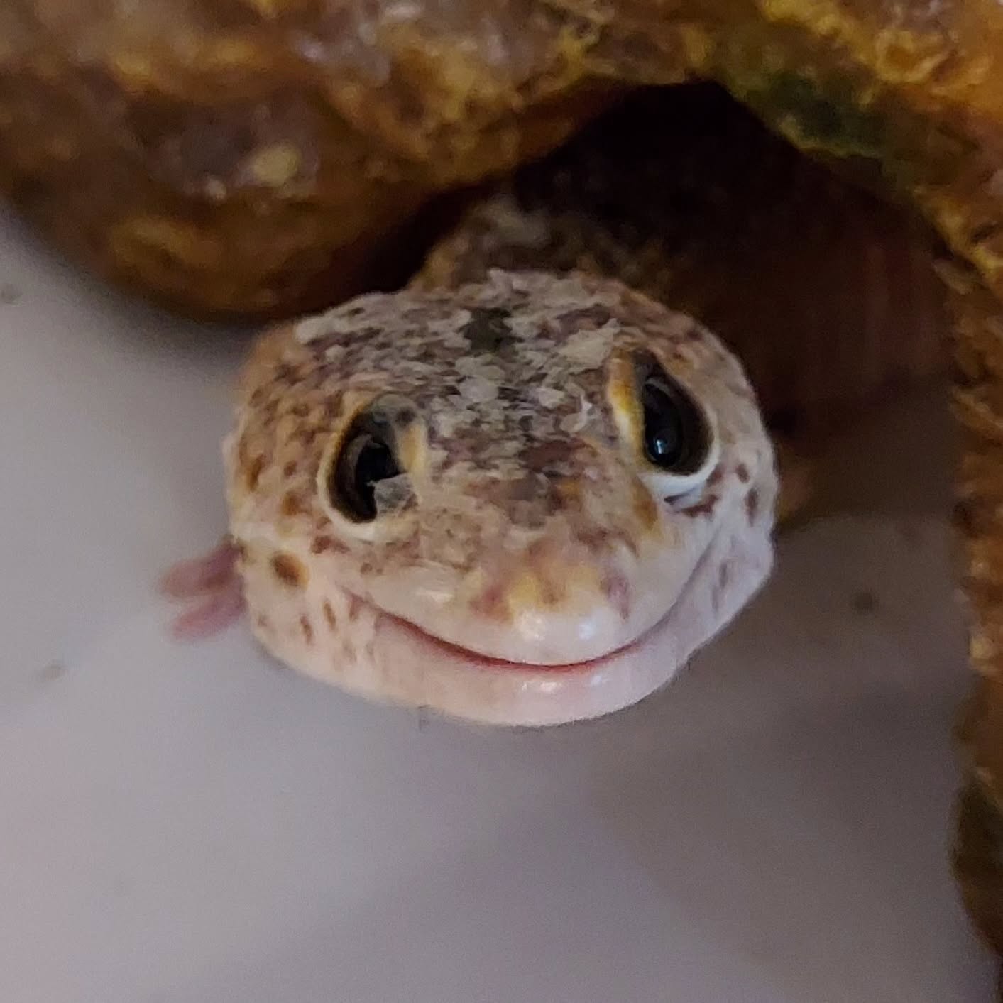 Leo...the cutest gecko in the land. 🥰🦎
