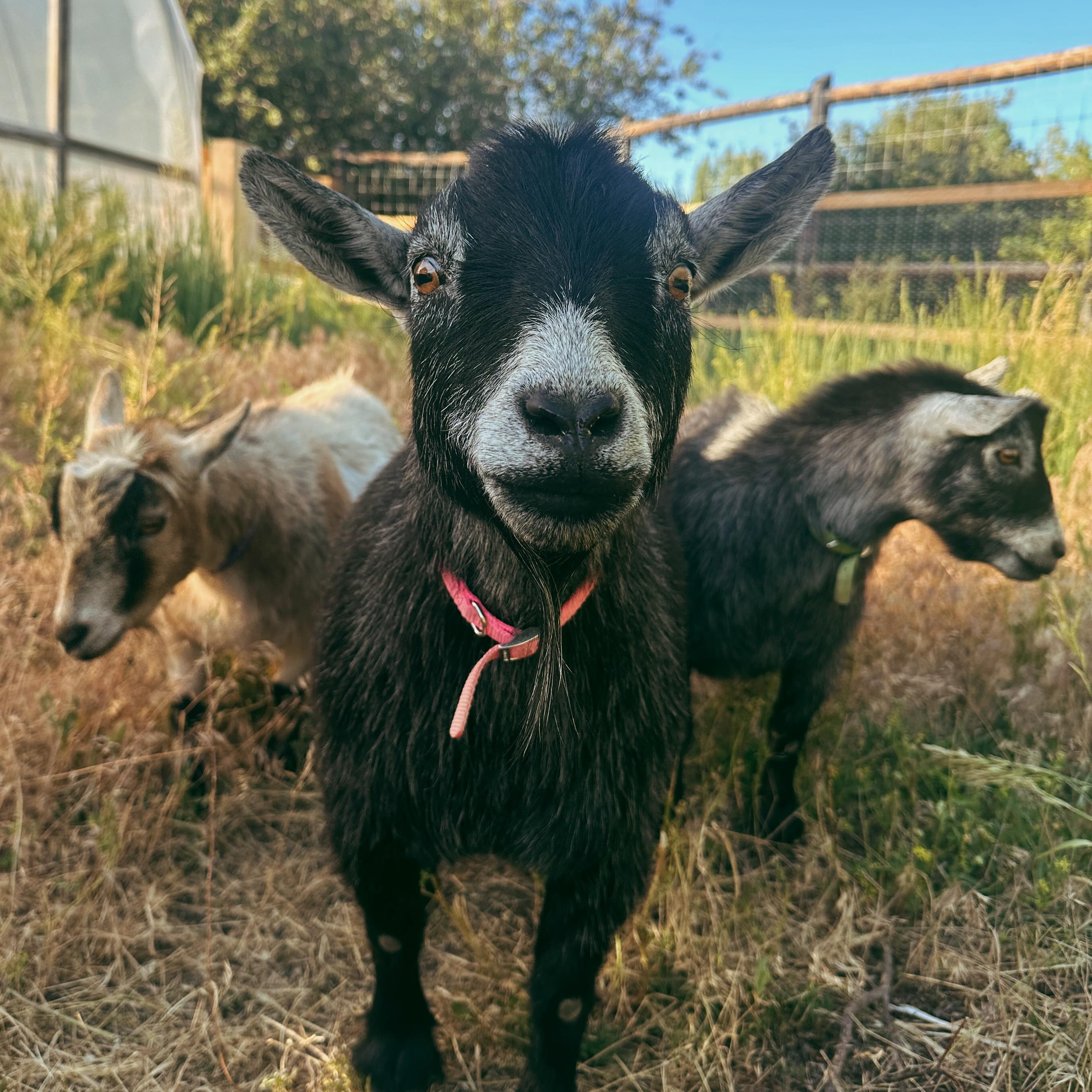 A few new friendly faces at the farm! Introducing Bennie, Buck, and Chuck. These guys are great company but also help in playing a part of our regenerative farming mission. We will be moving them around the farm as they graze, hopefully helping us with weed control while also enriching our soil. Tag along with us as they settle in to their new home!