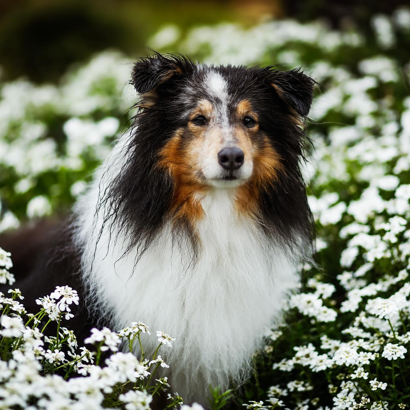 Vorbereitung auf den Hundefriseur
•
Vorbereitung:
Ich gebe den Hund doch nur ab und die machen dann schon?
Nein, nicht ganz 😬
Natürlich können wir den Hund nach unseren Vorstellungen pflegen und frisieren.
Aber Geschmäcker sind bekanntlich verschieden. Deswegen ist es sehr hilfreich, wenn du dir vorher bereits Gedanken machst, was du dir vorstellst.
Soll deine Fellnase nur das lose Fell ausgebürstet bekommen oder soll es auch gekürzt werden?
Wie kurz oder lang soll das Fell werden?
Hast du einen bestimmten Wunsch nach einem Schnitt oder einer Frisur?
•
Zur Vorbereitung gehört auch, dass du selbst den Hund regelmäßig pflegst und bürstest.
Das erleichtert den Hundefriseuren zum einen die Arbeit, aber tut natürlich auch dem Hund gut.
Was du noch tun kannst, ist das medical training.
Das erleichtert nicht nur die Fellpflege, sondern fördert auch die Entspannung bei der tierärztlichen Versorgung.
Was das genau ist und welche Fellpflege-Tricks du auch zuhause anwenden kannst, erfährst du in unserem nächsten Beitrag morgen.
•
Bis ganz bald,
Eure Sarah☺️