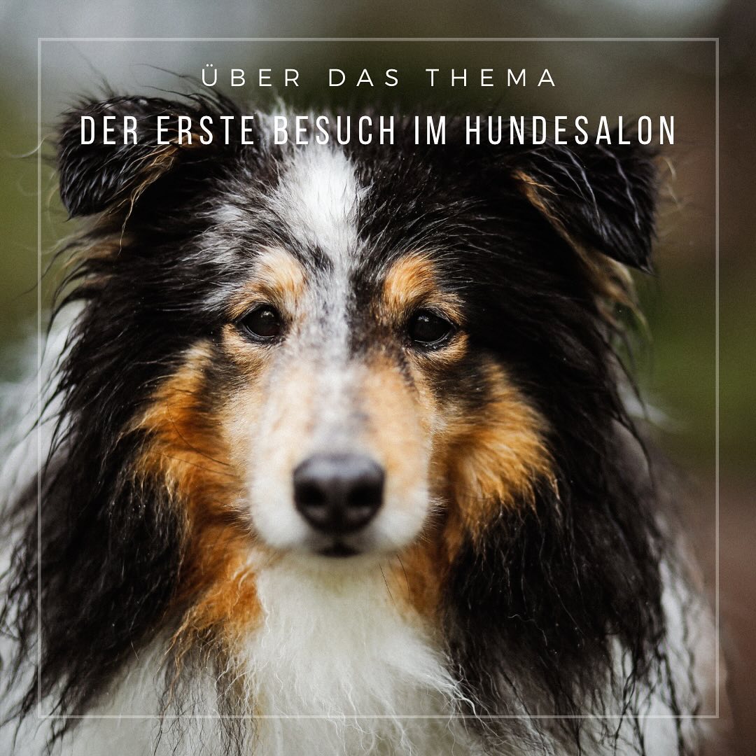 Der erste Besuch im Hundesalon
•
Jetzt ist es soweit.
Der erste Spa-Day für die Fellnase steht an.
Doch worauf muss ich achten?
•
Viel Auswahl: Doch ist Quantität gleich Qualität?
Die Suche nach einem guten Hundesalon gestaltet sich manches Mal schwierig.
Also worauf kann man achten?
Als erstes kann man natürlich Onkel Google befragen und sich die Rezensionen anschauen, aber auch ein Blick auf die Zertifikate lohnt sich.
Bist du dir noch unsicher, dann scheue nicht, zum Telefon zu greifen und den ersten Kontakt zu suchen. Über die Beratung am Telefon kann man schon herausfinden, ob sich der Hundesalon mit deiner Rasse und vielleicht den Besonderheiten deiner Fellnase auskennt. Am Ende entscheidet meist das Bauchgefühl. Fühlst du dich beim ersten Kennenlernen wohl? Würdest du dem Hundefriseur deinen Hund anvertrauen?
•
Erster Termin:
Juhu, ein Salon wurde gefunden!
Du fühlst dich wohl, nun soll sich auch deine Fellnase wohl fühlen.
Viele Hundesalons bieten ein Kennenlernen an, bei dem der Hund sich den Salon anschauen kann, kurz auf den Tisch und die Wanne gesetzt wird und auch die Geräusche der Schermaschinen und dem Fön kennenlernt.
Dabei geht es auch darum, den Hundefriseur kennen zu lernen und alles positiv zu verknüpfen.
So kann der erste richtige Termin entspannt starten und der Hund wird nicht in einer völlig fremden Umgebung gelassen.
•
Wie ihr selbst euren Hund im Vorhinein optimal auf seinen ersten Termin vorbereiten könnt, erfahrt ihr im nächsten Beitrag.
•
Also bis bald,
Eure Sarah☺️