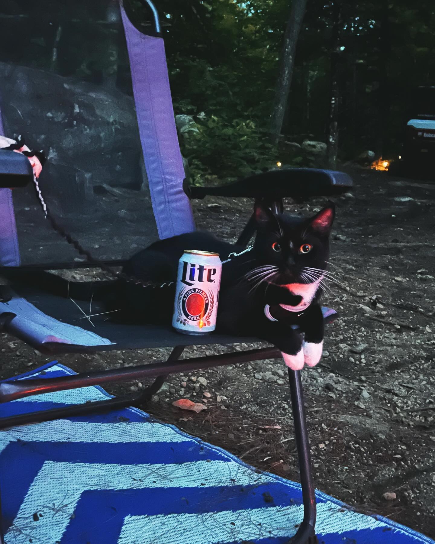 City kitty goes camping ⛺️