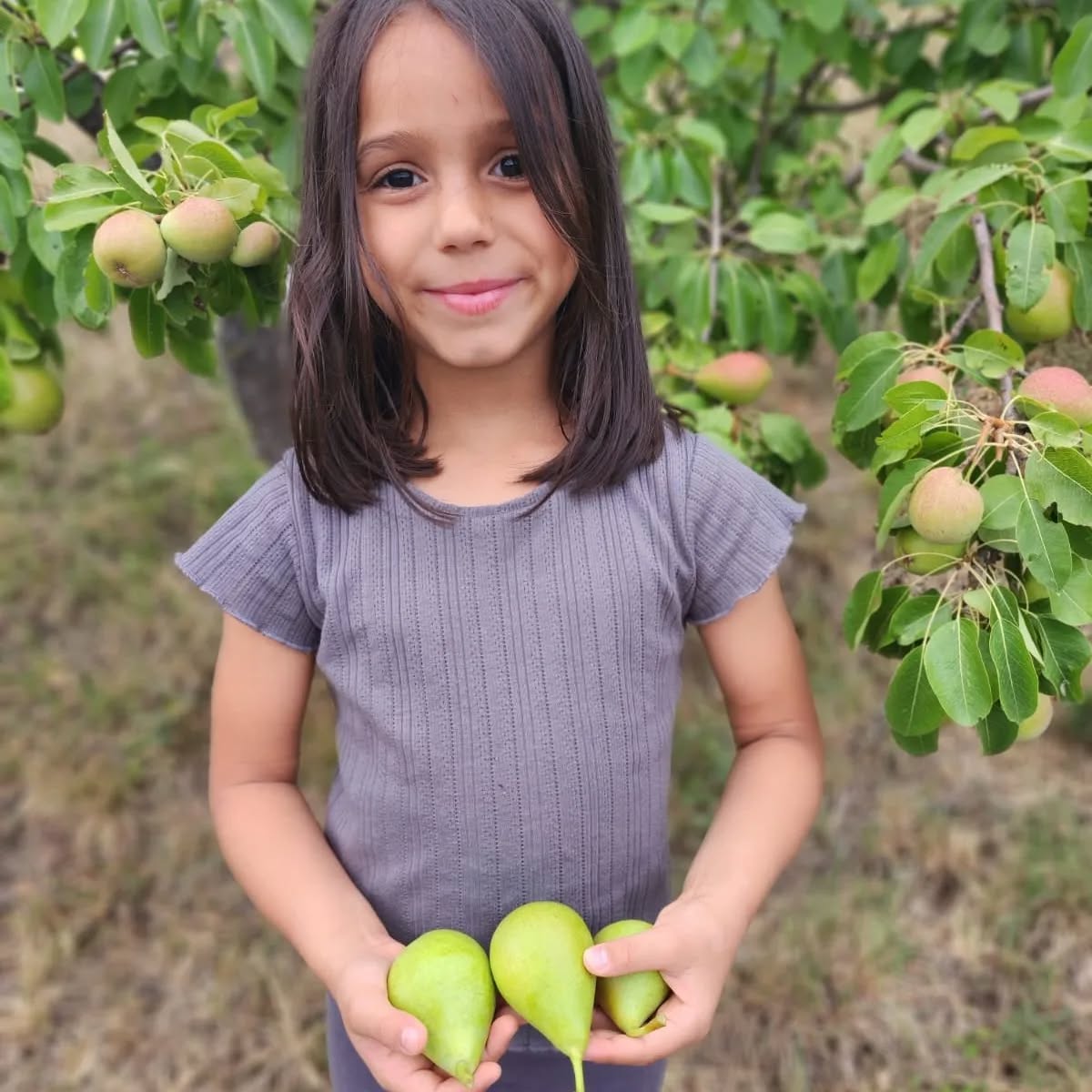 Our Plum, Pear, Apricot, Fig trees are abundant. Summertime in Italy @sant.angelo.villa
#italy_vacations #fruittrees #italian_summer #countrysideliving