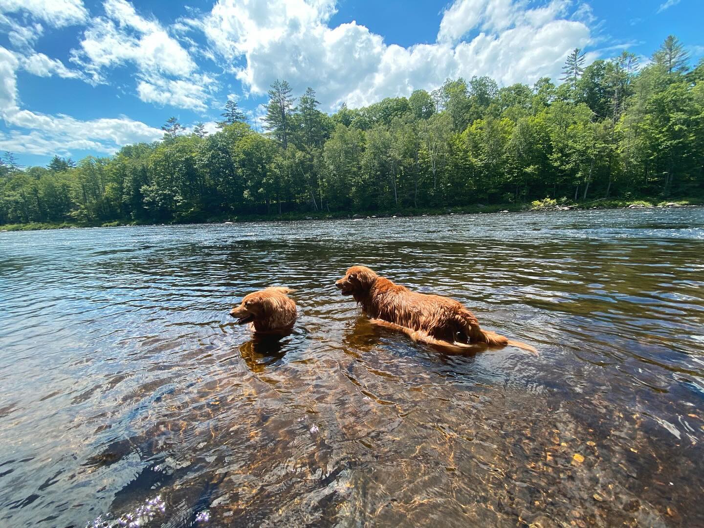 cute dog summer ☀️