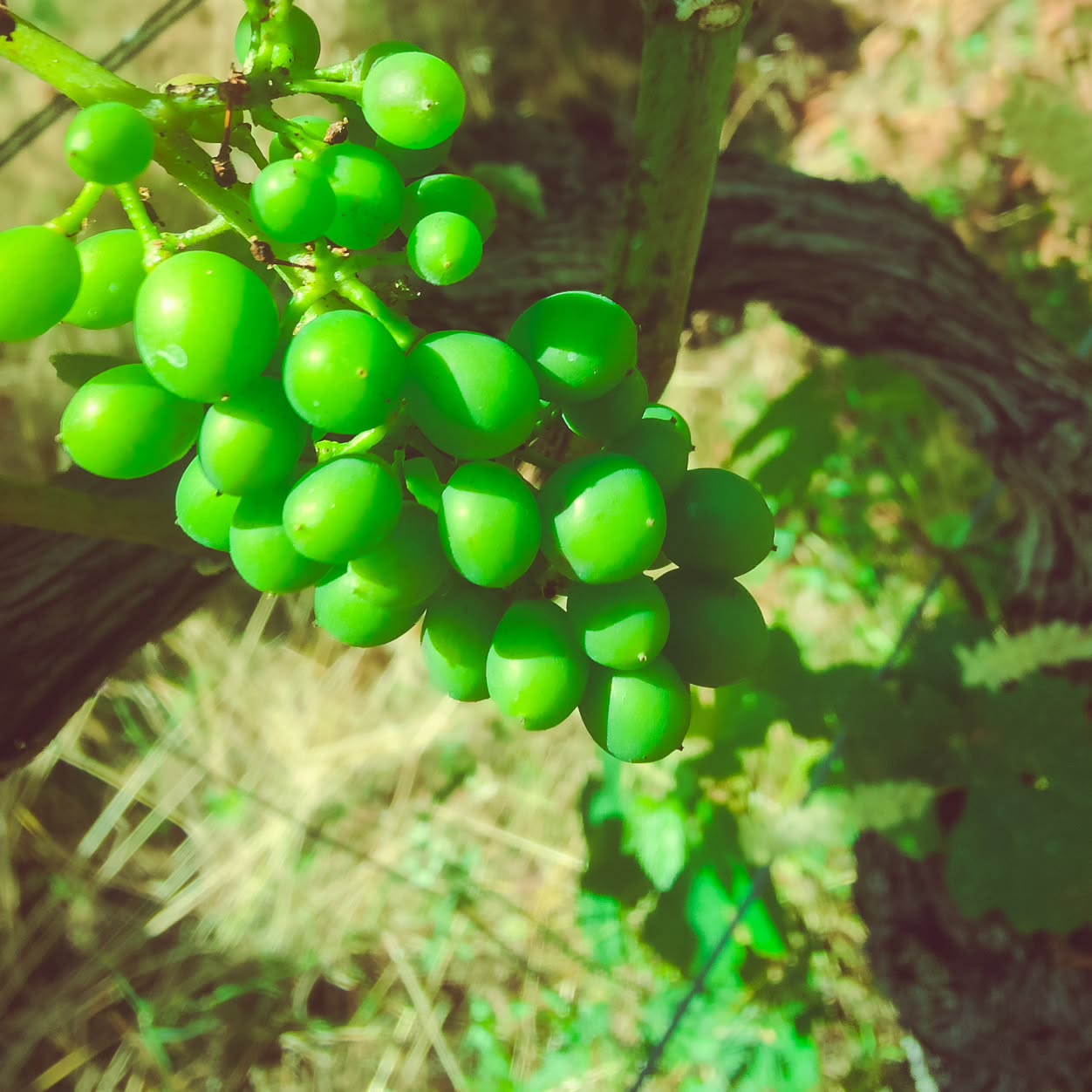 Auch in den Reben gibt es immer etwas zu tun
#brandeija #reben #trauben #pinotnoir