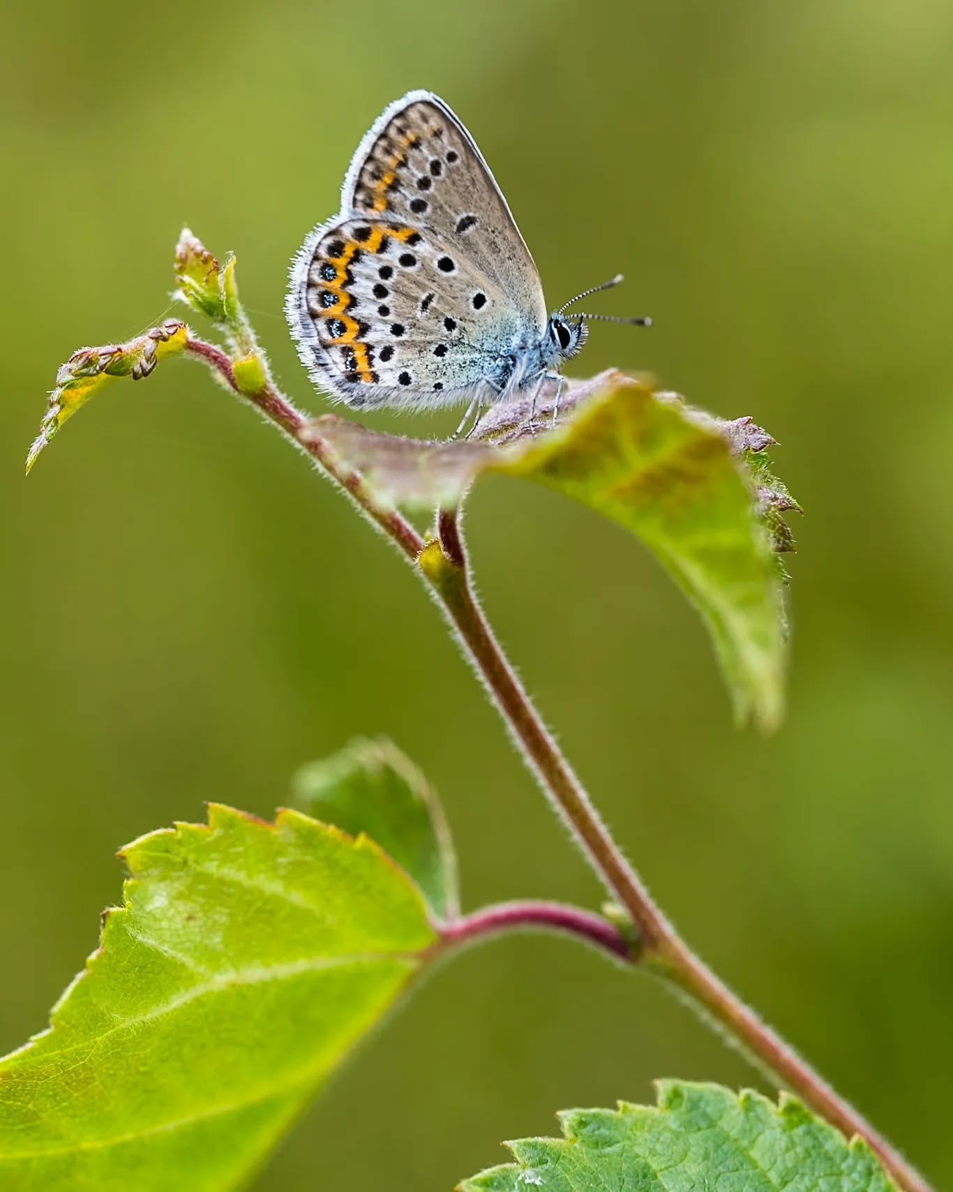 Butterfly in the forest.
#innature
#innaturephotos
#butterfly
#karsmossen