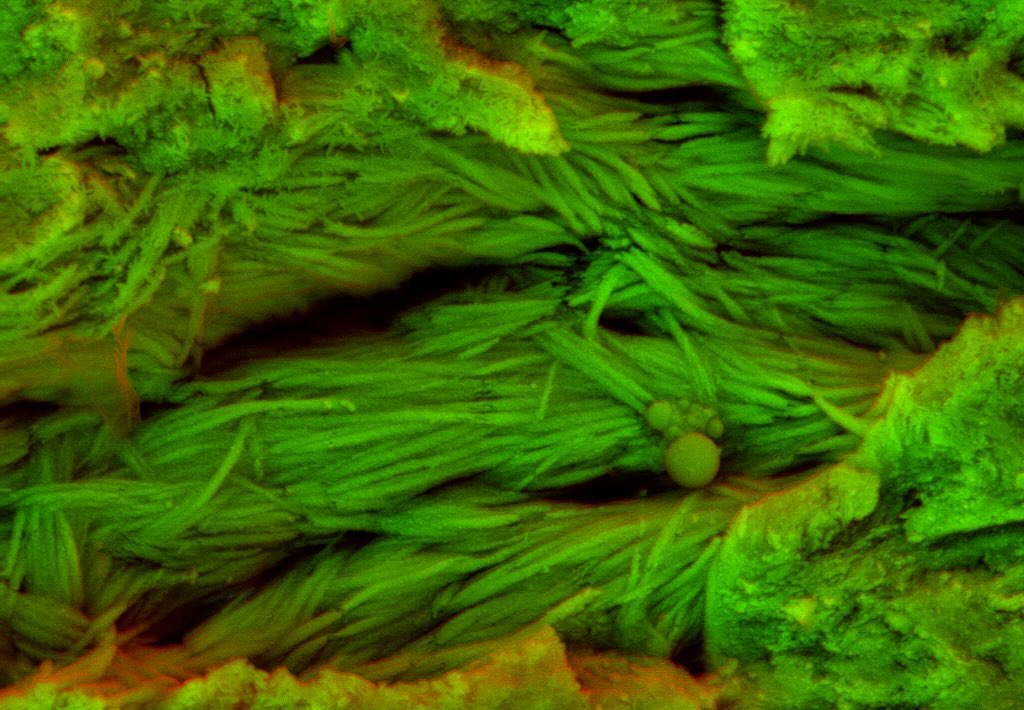 #science #electronmicroscope #laboratory #scienceart #sciencephoto #scientific #scienceweek #research #lab #micro #microscope #microscopy #medicine #medicalsciencestudent #medicalstudent #macrophotography #mineralomics #bio #biology #bioimaging #biologylab #minerals #chemistry #material #engineering #physics #sciencecommunication #ucl #DDCSEM #Mineralomics