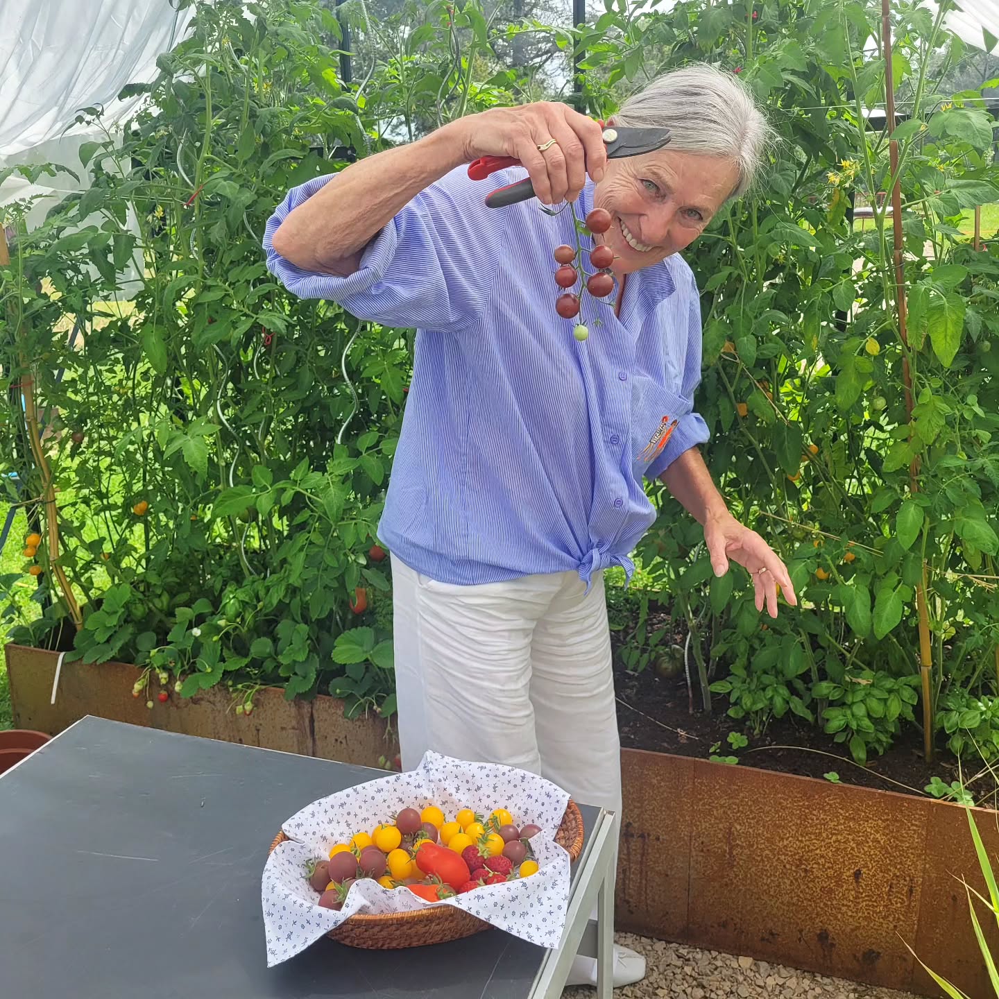 Oh, les tomates! 🍅
Petites et grosses, jaunes et vertes, individuelles et en grappes : les tomates sont mûres. Les premières bombes de vitamines ont été récoltées. Pré-semées et cultivées dans la serre qui est devenue une véritable jungle de tomates. Bientôt nos hôtes peuvent profiter des délicieuses salades et sauces à la table d'hôtes. Mmm.... 😋
-----‐‐---------------------
Oh, les tomates! 🍅
Kleine en grote, gele en groene, enkele en trosjes: de tomaten zijn rijp. De eerste zoetsappige vitaminenbommetjes zijn geoogst. Voorgezaaid en opgeweekt in de kas die is uitgegroeid tot een ware tomatenjungle. Dat worden weer heerlijke salades en sauzen voor de table d'hôtes. Mmm.... 😋
#tomate #tabledhotes #chambresdhotesdecharme #potager #serredejardin #maisondhotesdecharme #bedandbreakfast #etenuiteigentuin #tarntourisme #jardindecharme #bedandbreakfast #capresesalad #gardener #dreamcometrue #vacances #ohlechateau #tomato #summertime #oilily