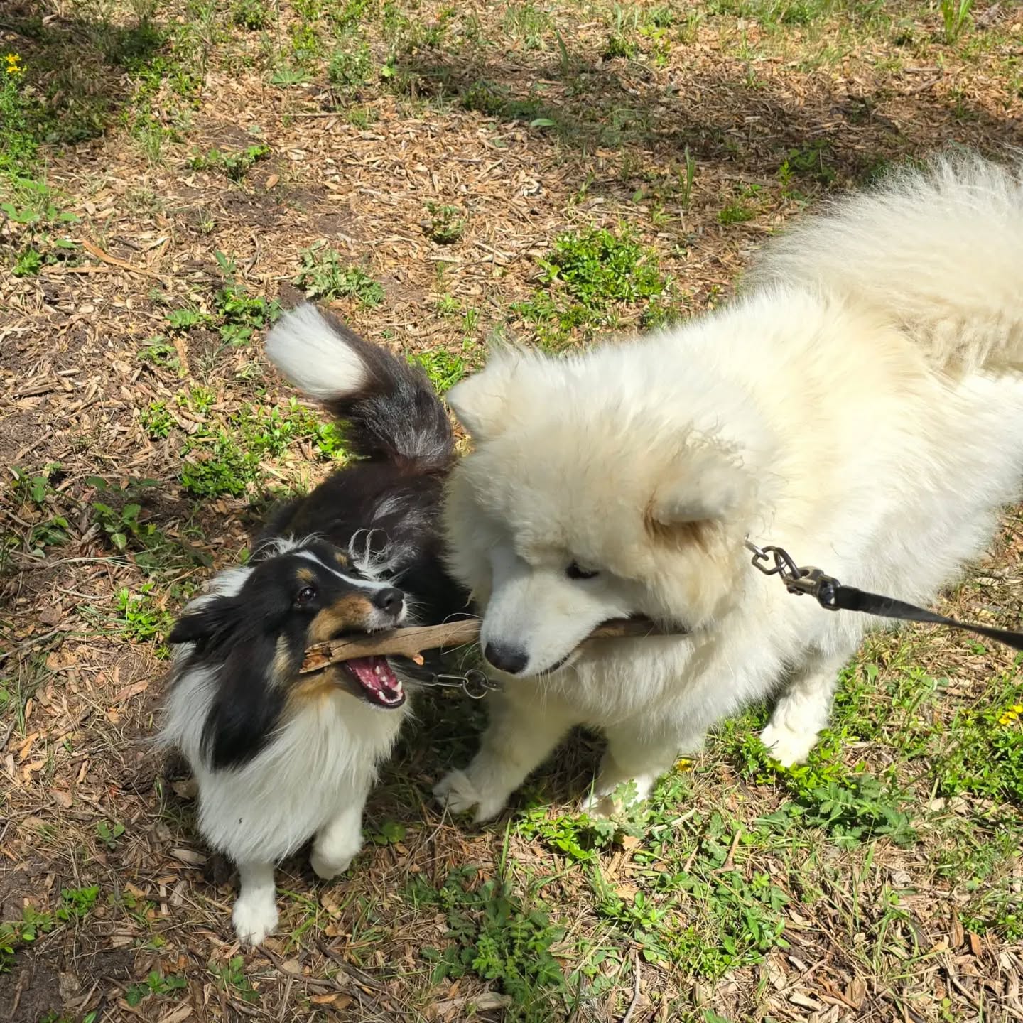 #copains #doglife #samoyede #shetland #pensioncanine