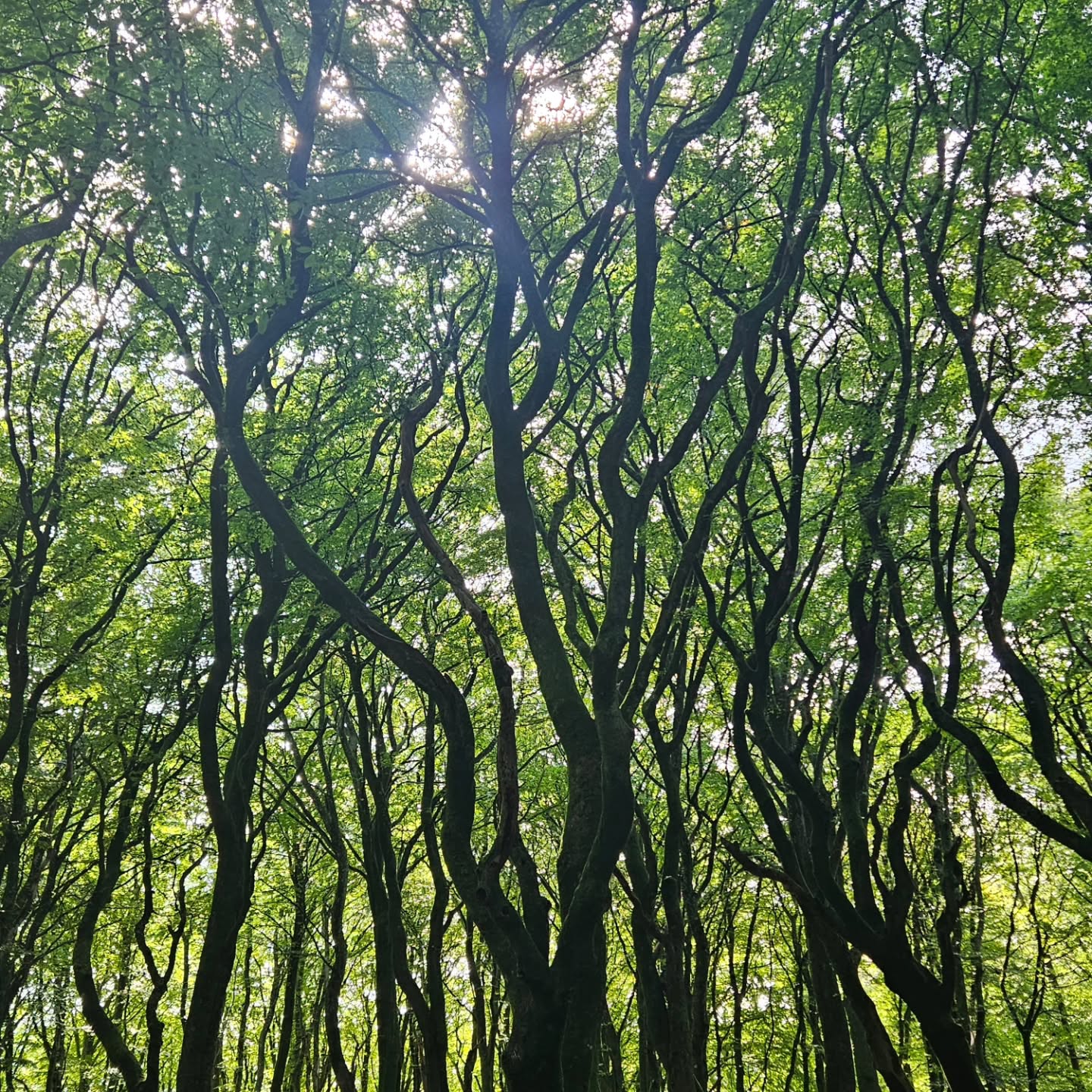 Dreamy Denmark 🇩🇰
There's something special about a country that has it all! Check out our newest blog post for ideas to include on YOUR most epic trip through Denmark.
✔️ Great food, wine, & beer
✔️ Historic museums and sites
✔️ Hiking through troll forests and heather fields
✔️ Constellation viewing
✔️ Amusement park rides
✔️ Blue water and sandy beaches
✔️ The most delicious pastries
.
.
.
.
#traveltheworld #twogirlsgetaway #girlslovetravel