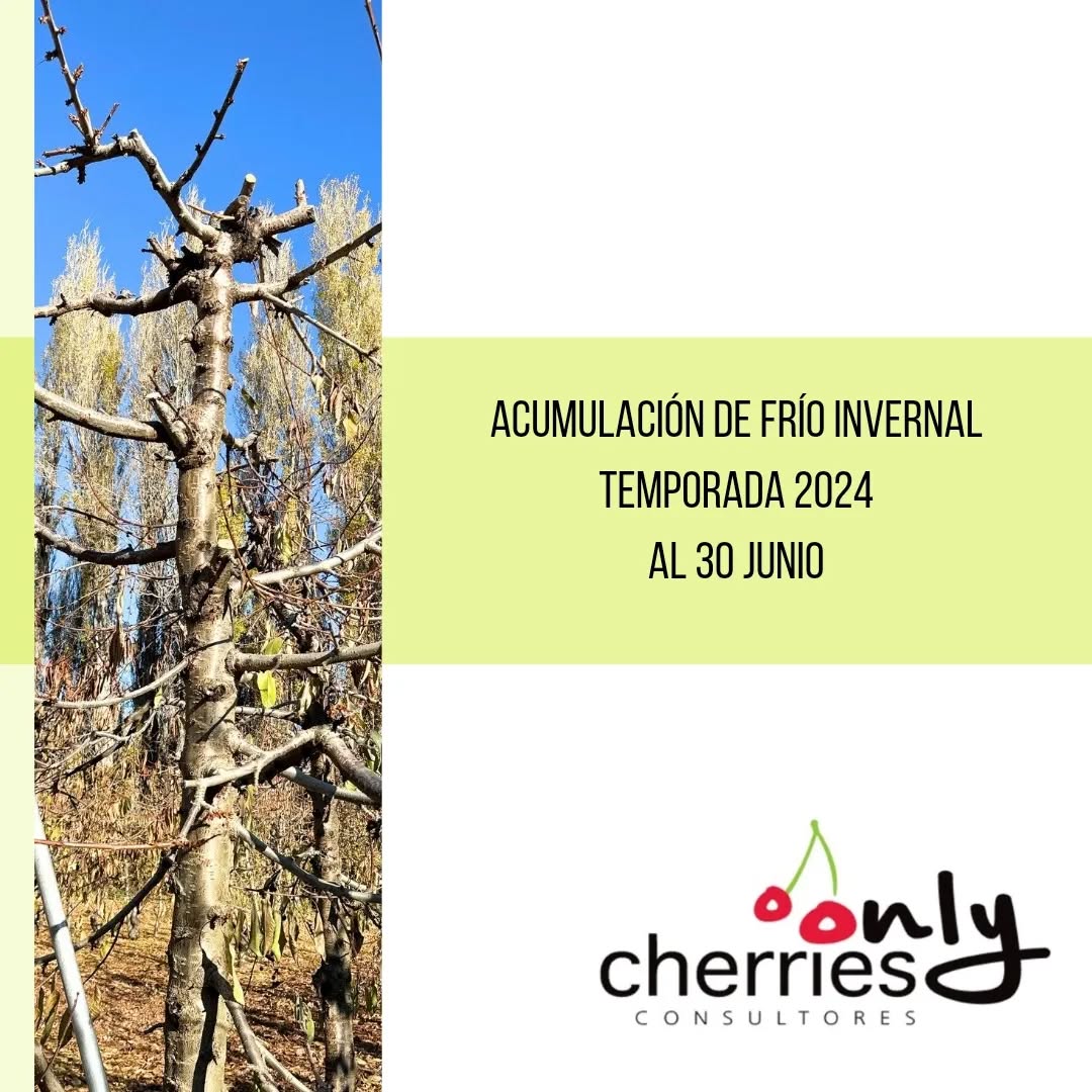Actualizamos la acumulación de frío al 30 de junio. Revisa todos los datos y gráficos en el boletín que dejamos disponible en
www.onlycherries.cl