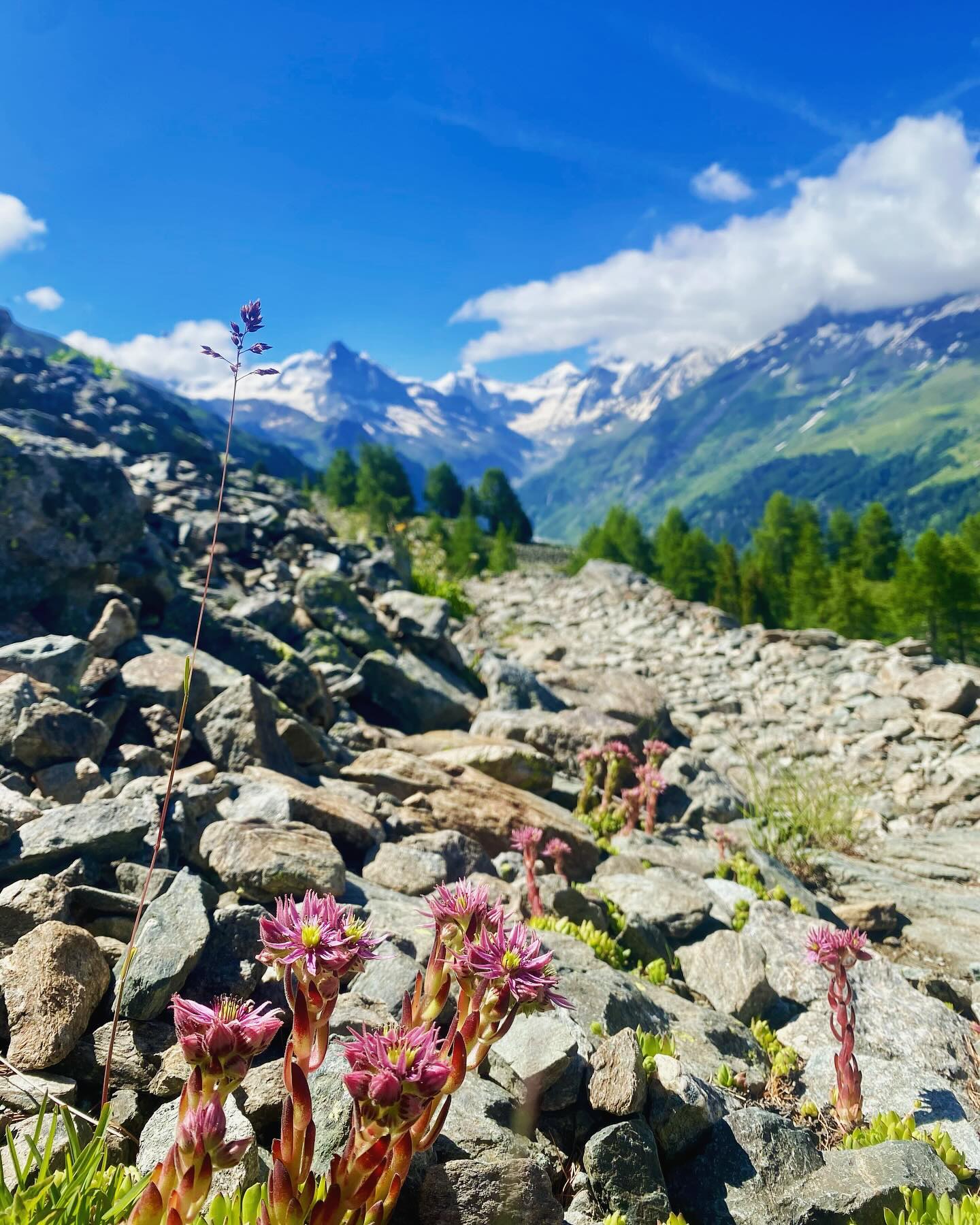 Trying out the spectacular Ayer - Hotel Weisshorn loop by @alpsinsight today. Combining the very runnable Bisse Roux, the Cascade de Vuibiesse and the best sections of @sierrezinal_officiel it really is a ⭐️ ⭐️⭐️⭐️⭐️ route!
ℹ️ For more info check out the @alpsinsight Val d’Anniviers running guide (link in bio).
🌸 Tip: Look out for the mountain houseleeks and rhododendrons which are popping up all over the rocky trail sections at the moment. Magnifique 🤩
-
#valdanniviers #sierrezinal #viavalais #trailrunning #switzerland #alpineflora #whywerun #runthealpsswitzerland #hotelweisshorn #trailperfection #mountainleeks