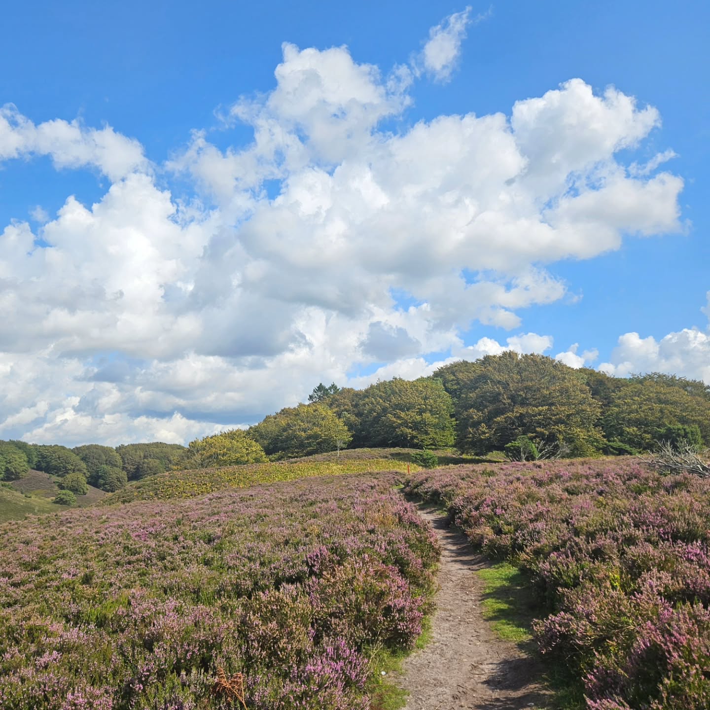 Dreamy Denmark 🇩🇰
There's something special about a country that has it all! Check out our newest blog post for ideas to include on YOUR most epic trip through Denmark.
✔️ Great food, wine, & beer
✔️ Historic museums and sites
✔️ Hiking through troll forests and heather fields
✔️ Constellation viewing
✔️ Amusement park rides
✔️ Blue water and sandy beaches
✔️ The most delicious pastries
.
.
.
.
#traveltheworld #twogirlsgetaway #girlslovetravel