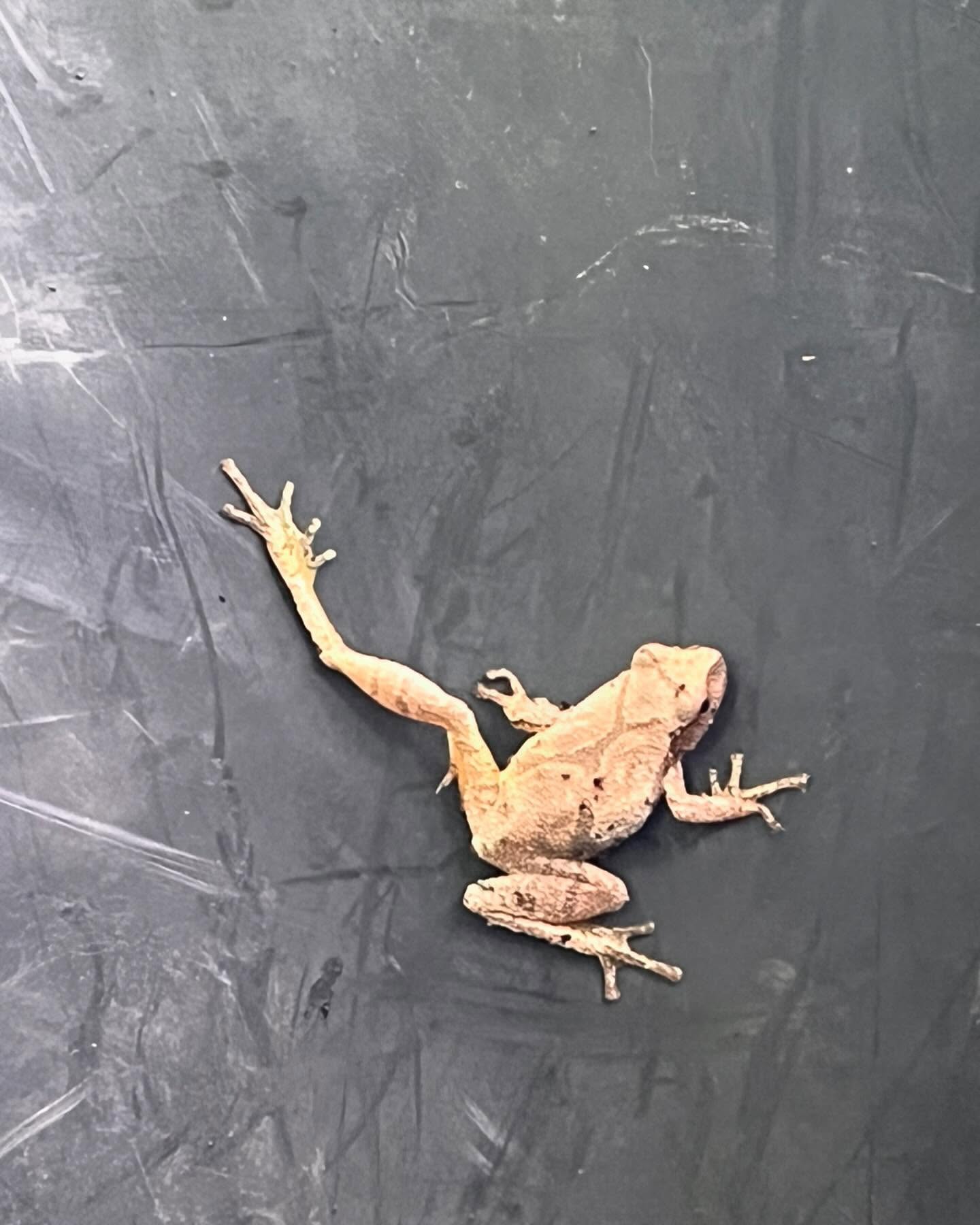 Found a little friend in my wheelbarrow this morning… #michigansmallbusiness #firewood #riveraridge
