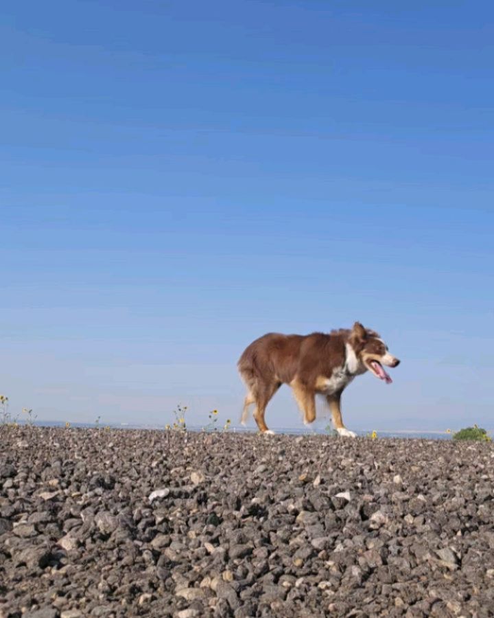 I'm surviving the heat wave we have here in Colorado. It's going to be 103 F today🥵. Today I got out around 7:30 AM to go for my run and it was almost 80 degrees already when I got home. Yesterday, I was not able to get out for a run until 10 AM, and as you can tell by my face in the second photo, it was not pleasant.
I would love to get out the door for my runs in the summer by 7 am but due to my husband's work schedule and the fact my son can't be left alone yet, I have to either wake up by 5 am to run or wait until 9 or 10 am. Sleep is so important for me, so waking up before 5 am is not usually an option for me (although I do thos on occasion).
To keep cool I bring a handheld water bottle with ice, wear light clothes if possible, make loops by the house to pour water on my head and of course just slow the pace and watch my heart rate. I also make sure to replace electrolytes before, during, and after my run.
I'm curious if anyone has any good tips for running in the heat (besides waking up earlier, which is obvious)?
#runningintheheat
#runnermom
#runningafter40
#fortcollinsrunning