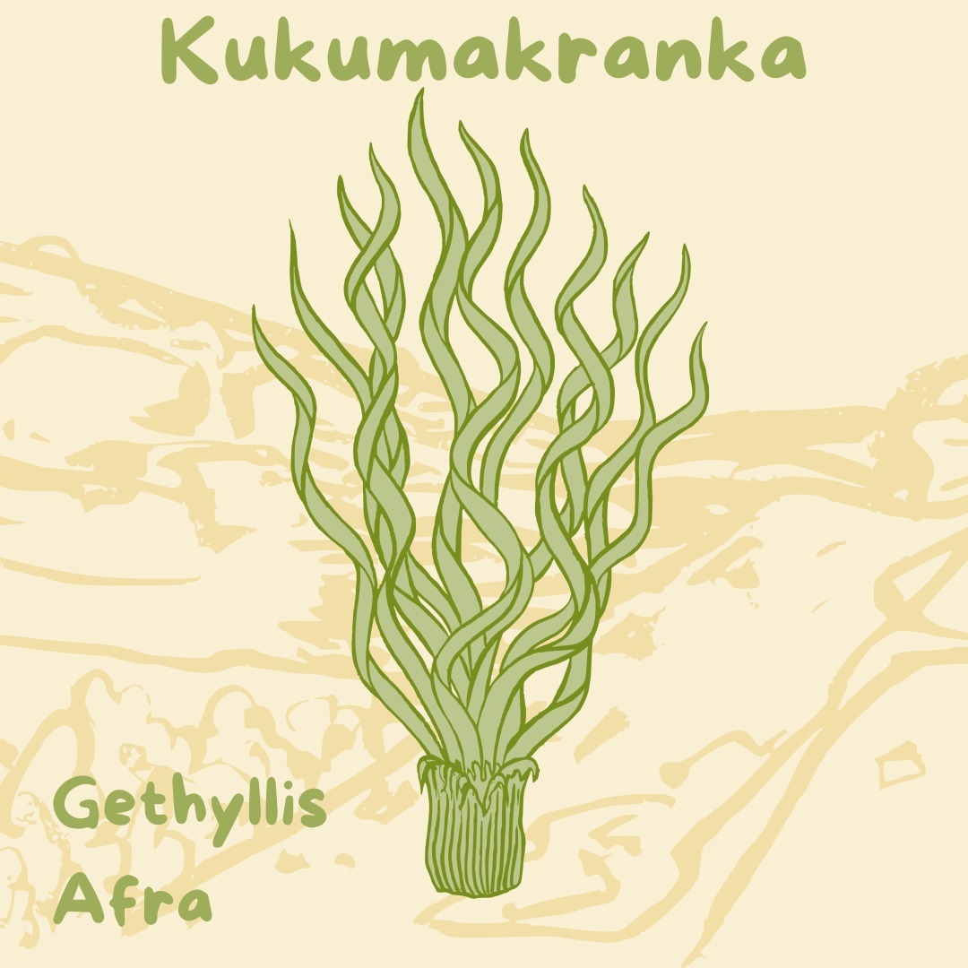 🌀Gethylis Afra🌀
The curious Kukumakranka.
Our favourite curly-headed bulb, its name derived from the extinct Koina language, has started sticking its twirled leaves into the Cederberg sun.
Endemic to the Western Cape and used traditionally as a medicinal brandy, the Kukumakranka has three distinct growth phases; curly-leafed plant, sweetly-scented white flowers and caramel-coloured fruit.
Each phase lasts only a few weeks, and gives precious glimpses into the transitional capacity of the Cederberg.
Thank you, little Kukumakranka, for reminding us that everything changes, and that without change, we cannot grow.
Join us in August for our Kukumakranka retreat! 9-11 August.
#rocklands #yoga #rocklandsboulder #inaturalist #boulderinglife