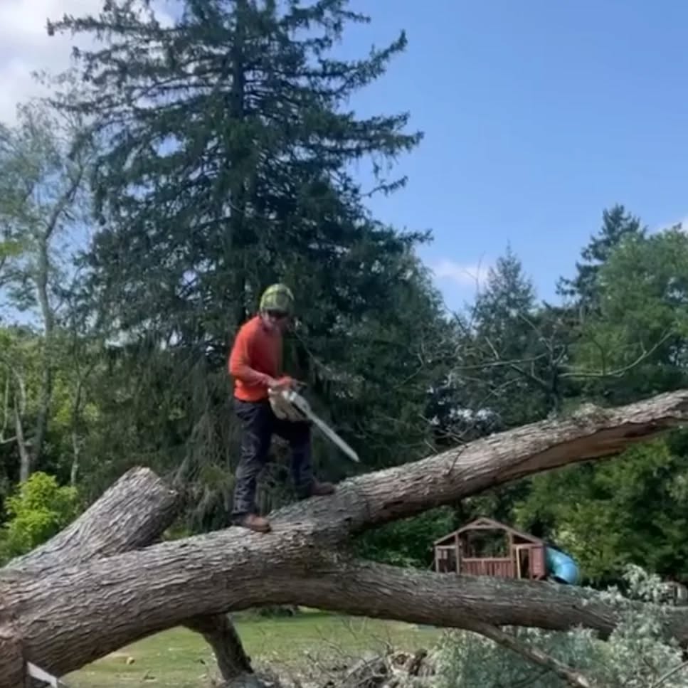 L I V I N
#treeservice #treeremoval #treepruning #arboristsofinstagram #stumpgrinding