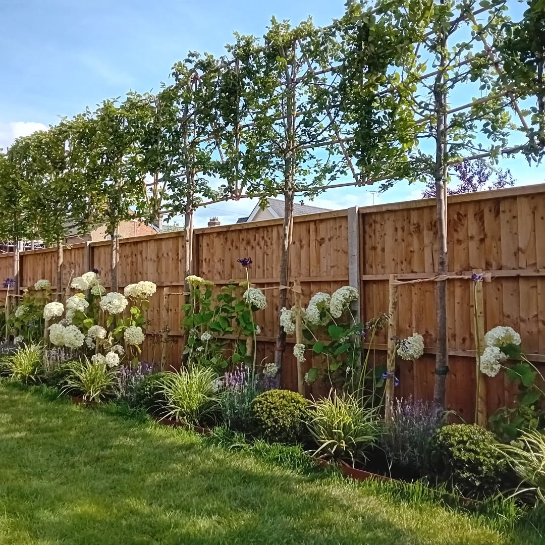 Finished planting this white and purple border yesterday in Ampthill, complete with hornbeam pleached trees.