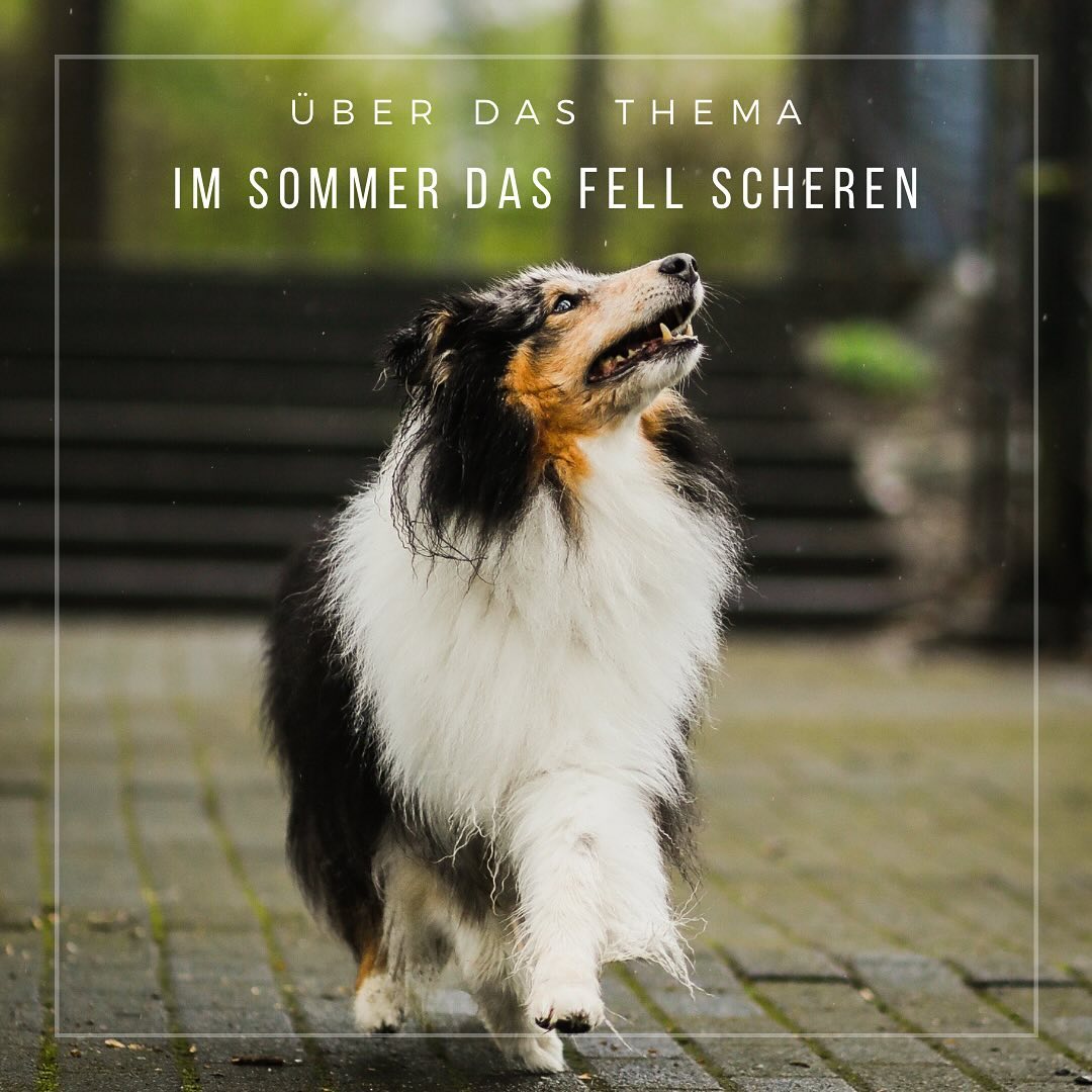 Sommer! Das Fell muss weg?
•
Es ist Sommer, dein Hund hat langes Fell und dichte Unterwolle, er hechelt so sehr.
Du willst ihm etwas Gutes tun und scherst sein Fell einfach kurz. Warum das keine gute Idee ist, klären wir jetzt mal auf.
Zunächst betrachten wir das Fell und seine Funktion: Rassen wie Golden Retriever, Border Collie oder Husky haben zwei Arten von Fell – das Deckfell und die Unterwolle. Das Deckfell ist quasi die obere Schutzschicht. Es schützt die Haut vor Sonneneinstrahlung und die Unterwolle vor Wasser.
Das Deckfell ist so konzipiert, dass es eine Wasserabweisende Schicht bildet.
Die Unterwolle dagegen hat eine temperaturregulierende Funktion. Im Winter ist die Unterwolle dicker und dichter, um vor Kälte zu schützen. Zum Sommer hin wird sie abgestoßen und es bildet sich eine dünnere, luftigere Unterwolle, durch die zwar keine Sonne aber Luft dringen kann.
Was passiert also, wenn das Fell geschoren wird? Deckhaar und Unterwolle werden beim scheren auf eine einheitliche Länge gekürzt.
Das Deckfell verliert seine Funktion, da es die Unterwolle und die Haut nicht mehr schützen kann. Gleichzeitig wächst jedoch die Unterwolle schneller als das Deckfell. Die Unterwolle wächst also über das Deckfell hinweg. Bei geschorenen Langhaarhunden erkennt man das an den Unterwollbüscheln, die unregelmäßig hervorkommen. Es kann auch sein, dass das Deckfell gar nicht nach wächst. Im schlimmsten Fall hat man das Fell auf Dauer zerstört und es wächst nicht mehr zur ursprünglichen Form zurück. Was kann man also stattdessen tun? Um den Hund bei heißen Tagen zu unterstützen und für eine gute Temperaturregulierung zu sorgen, sollte man nur die Unterwolle ordentlich rausbürsten. Die besten Ergebnisse erzielt man mit einer Zupfbürste, einem Unterwollkamm und einem normalen Kamm. Ein paar Stellen kann man tatsächlich einkürzen: Innenseite der Beine, Unter dem Bauch und unter den Ohren. Da sollte aber drauf geachtet werden, dass zunächst die Unterwolle gut ausgebürstet wurde und das Fell nicht zu kurz geschnitten wird. Zudem kann die Unterwolle auch mit einer Effilierschere ausgedünnt werden. Hierzu würde ich aber eine Hundefriseurin zu Rate ziehen.
•
Eure Sarah☺️