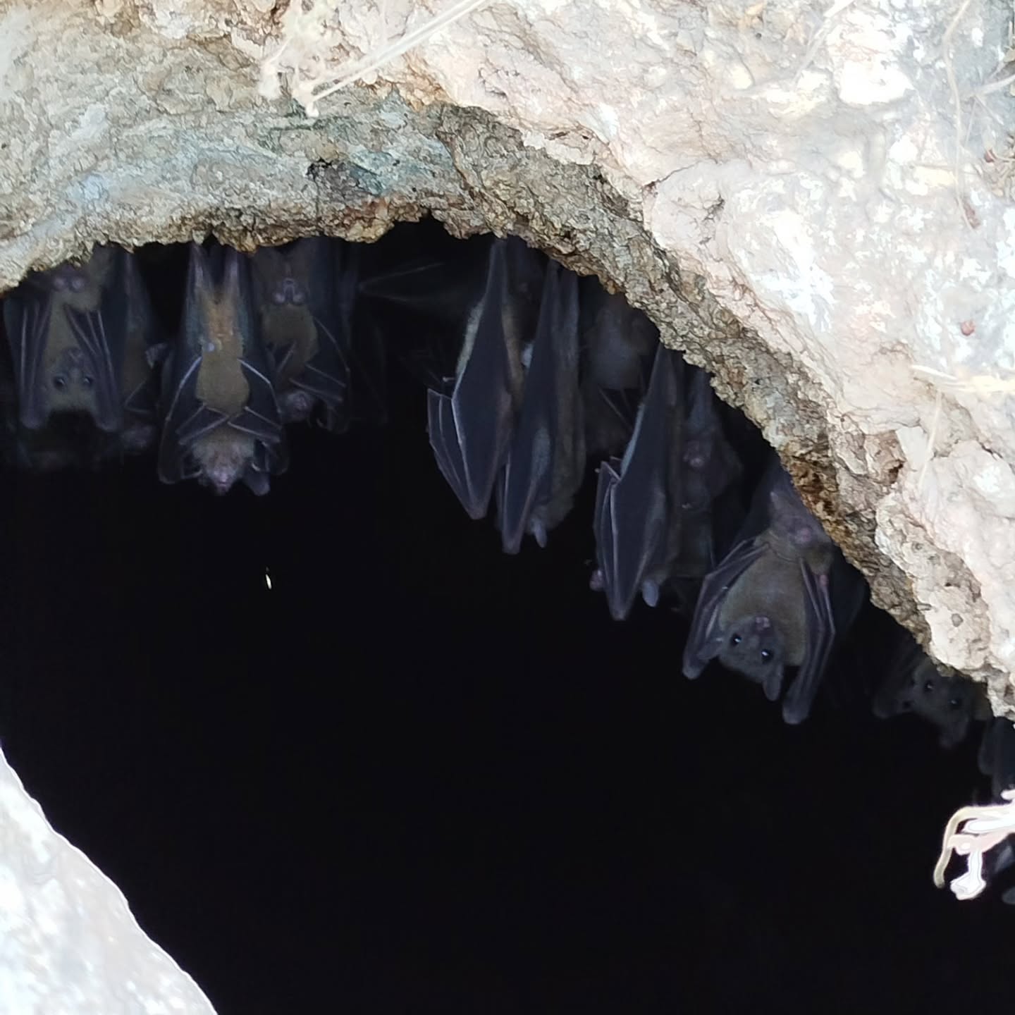 Thousands of bats are roosting in the last chamber of Tinshemet Cave 🦇🖤
#fruitbat
#cave
#batcave
#batman