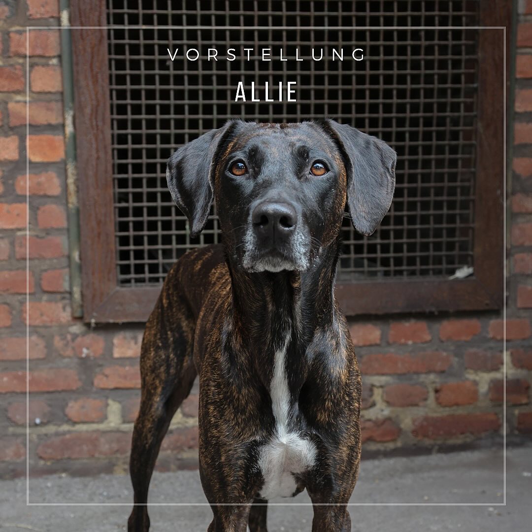 -Vorstellung Allie-
•
Allie oder auch Kontrolletti, Maus, NeinIstDieSüß, Vollzeitkuschlerin und Teilzeittürsteherin.
•
Allie ist eine Ridgeback - Catahoula Hündin, die 2020 mit 9 Wochen bei mir eingezogen ist. Die Welpenzeit war grandios, ist ja klar, rosarote Brille und so😉 Allerdings musste sie Grenzen akzeptieren lernen und ich Grenzen durchsetzen lernen.
Mit ihr habe ich die Körpersprache der Hunde erst so richtig verstanden, denn einen Cata-Hooligan zu erziehen bedarf sehr viel Geduld und Feingefühl 😄
•
Andere Hunde und Menschen vor dem Haus findet sie gar nicht so toll und muss lernen, dass die auch mit Bellen nicht zu verscheuchen sind.
Aber was soll ich ihr einen Vorwurf machen.
Beide Rassen, die in ihr stecken, wurden auch als Wachhund eingesetzt.
Beide Rassen sind dabei aber auch passionierte Jäger, weswegen wir im Mantrailing unsere absolute Leidenschaft gefunden haben.
Hoffentlich kann ich euch in unserem Mantrailing-Kurs mit dieser Leidenschaft anstecken!🥰
•
Eure Sarah☺️