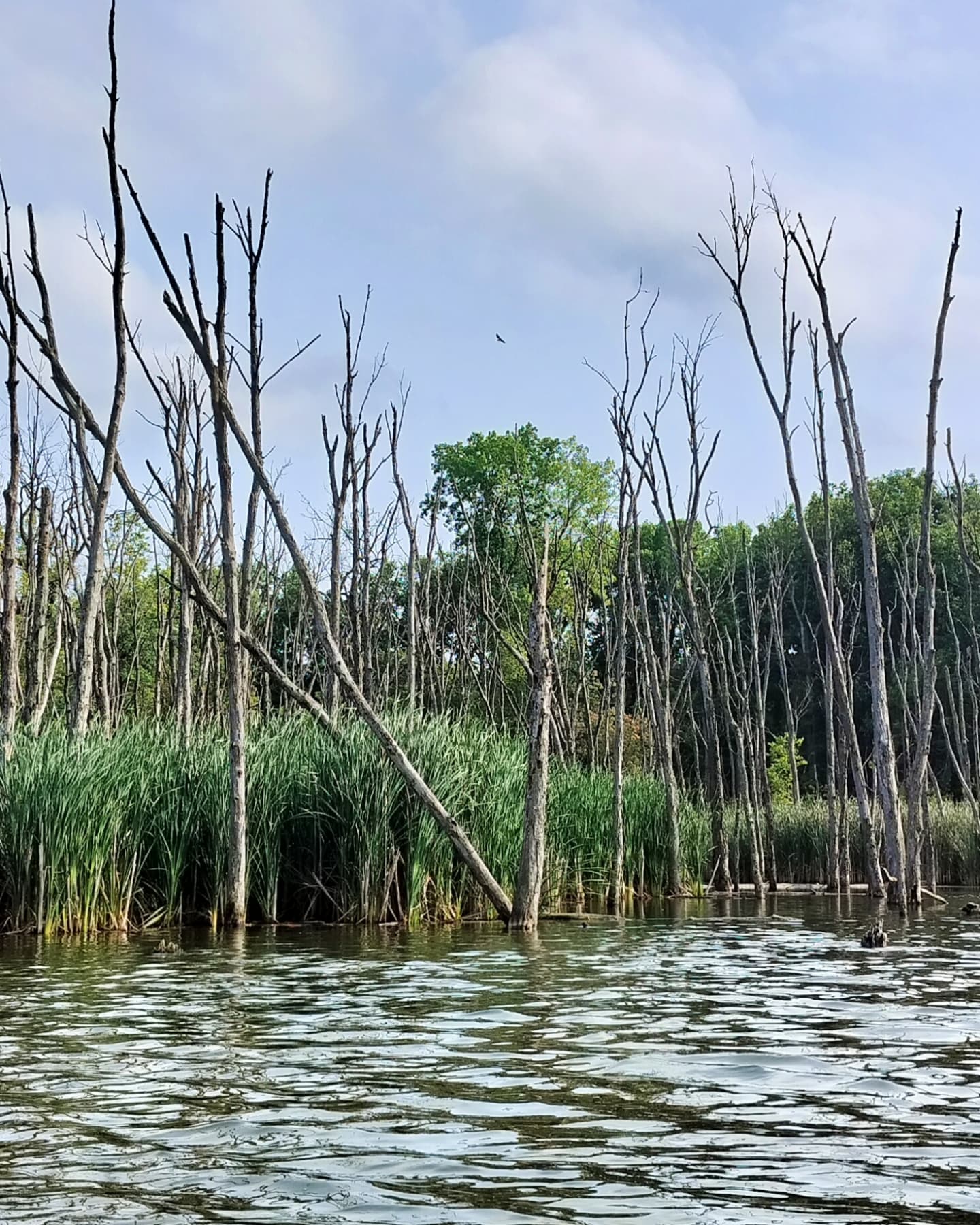 Wednesday Moment of Zen. I took the kayak out after work to clear my head on the water. Red-tailed hawk soaring over cattails and rose mallow and buttonbush in bloom on the edge of the water. Peace y'all.