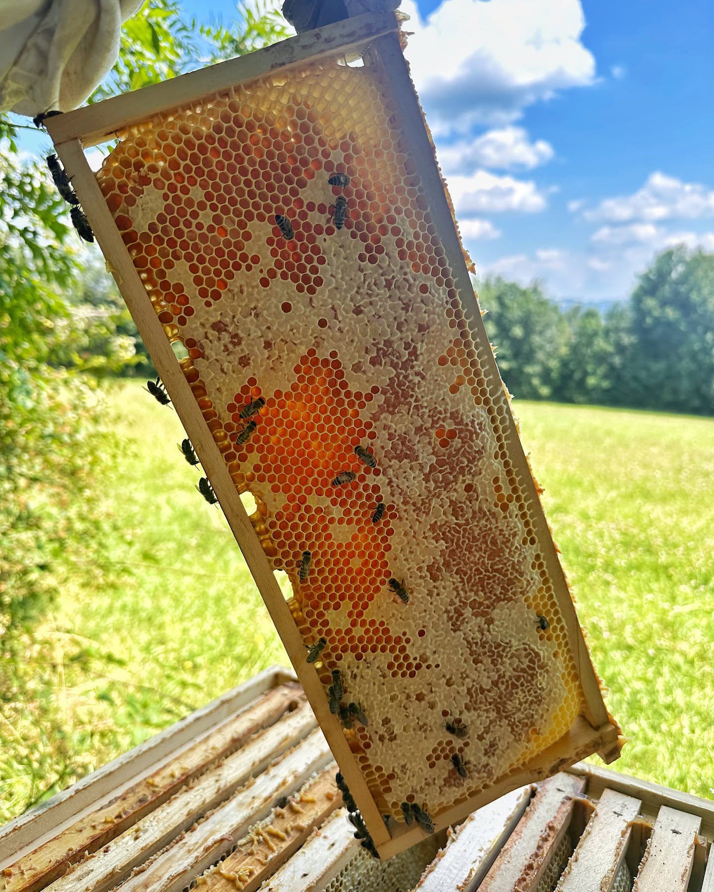 Schaut mal, sobald der Honig die richtige Konsistenz erreicht hat, verschließen die Bienen die Zellen mit einer dünnen Wachsschicht. Dieses Verdeckeln schützt den Honig vor Verunreinigungen und bewahrt seine einzigartige Qualität. 🐝😊
*
*
#OrganicHoney #HoneyFromAustria #FemaleBeekeepers #Beekeeping #Local #Sustainable #SmallBusiness #BeeLove #NaturalHoney #AustrianHoney #Handmade #LocalProducts #EcoFriendly #Bees #BeeKeeping #AnimalWelfare #Honeybee #NaturalProduct #OrganicCertified #BeekeepingCraft #BeeFriends #HoneyProduction #Untreated #SustainableBeekeeping #BeekeeperLife #Beeswax #BeeProtection #TraditionalBeekeeping #EcoBeekeeping #BeeWellbeing