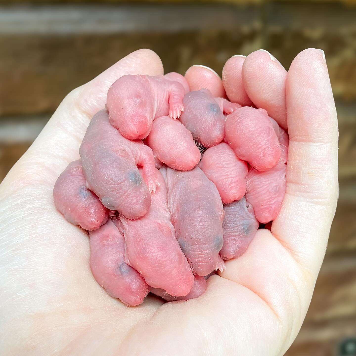 beanie weanies 🫘
.
.
.
#rat #rats #ratsofinstagram #ratsofinsta #petrats #petsofinstagram #dumborat #rodent #ratcommunity #breeder #ratbreeder #rodentsofinstagram #rodentsofig #rattiesofig #rattiesofinsta #ratsofinstagram #rodents #cute #pets #fancyrat