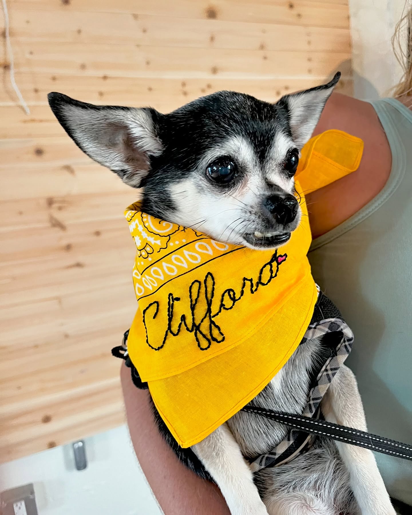 Trigger warning - an insanely cute dog with a snaggle tooth attended our embroidered bandana workshop today! So fun!! Great job ladies!!