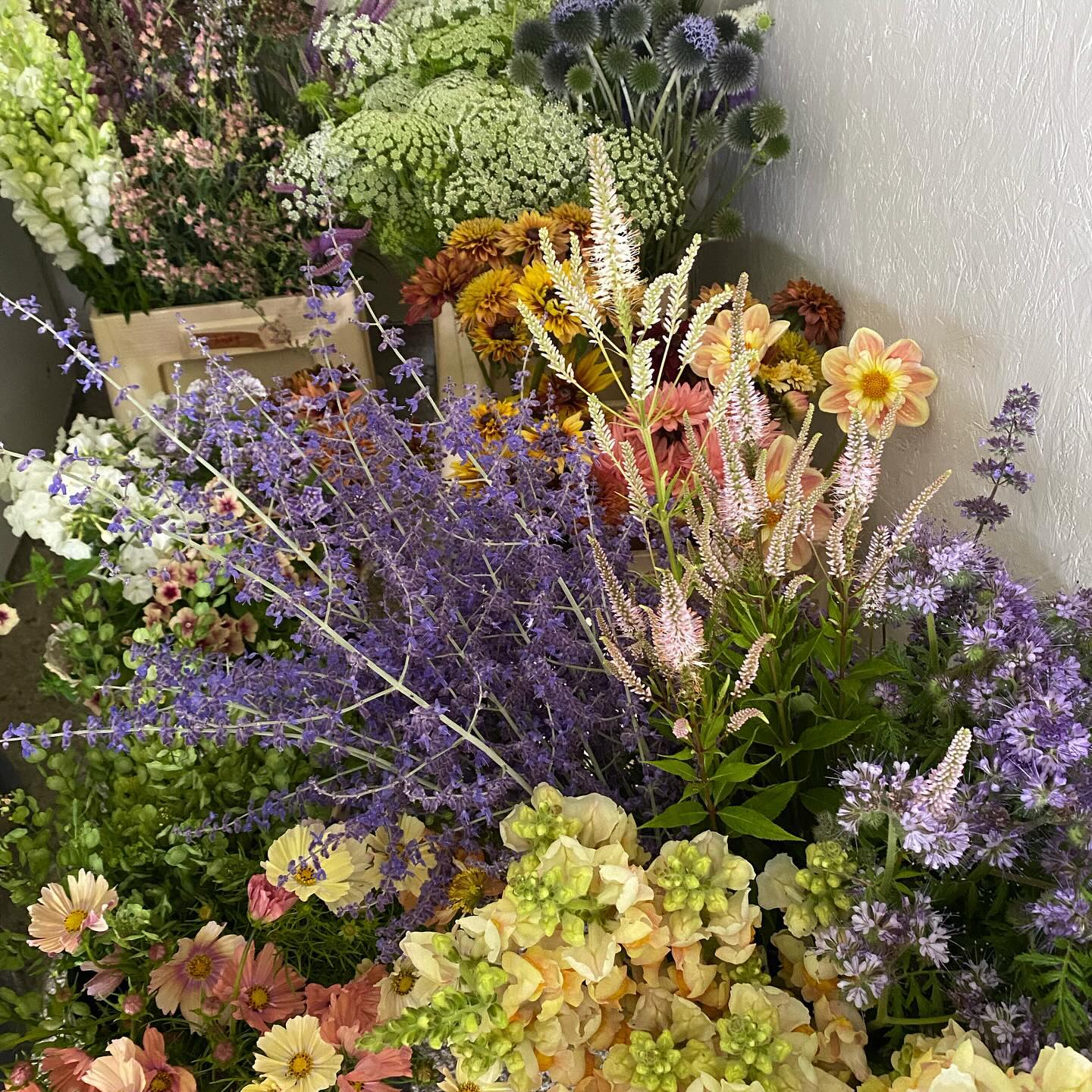 What a palette! Collaborating with @rivergardenflowers to supply @howieandtheflowers with this lovely lot last week
🤍💚🩵💛💜