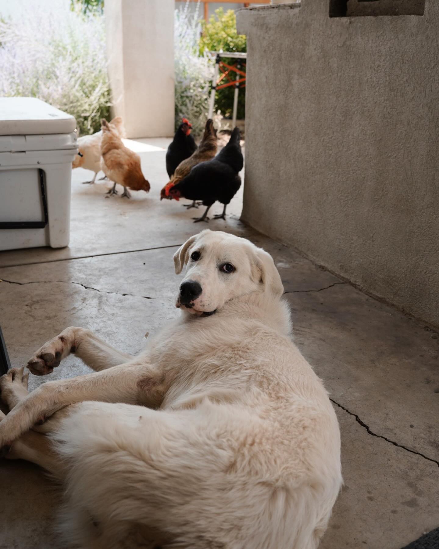 The ladies 🐣 love him. Still only out together when supervised but we love to see the trust they’re building. That instinct is strong in his breed - all we have to do is make sure he doesn’t try to puppy play with them. What a dood.