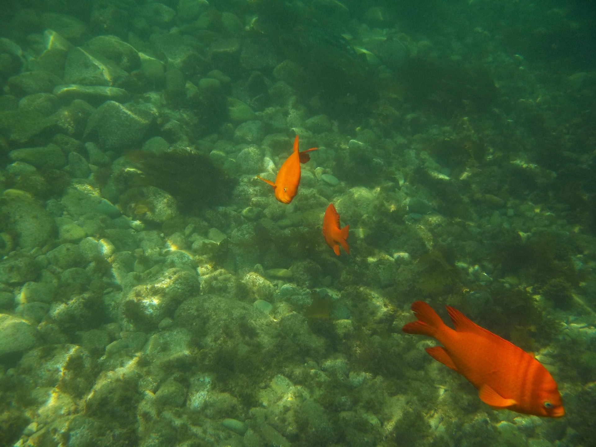 Just some random shots of snorkeling out at Lover's Cove on Catalina Island this week.
#catalina #catalinaisland #avalon #california #socal #southerncalifornia #loverscove #snorkeling