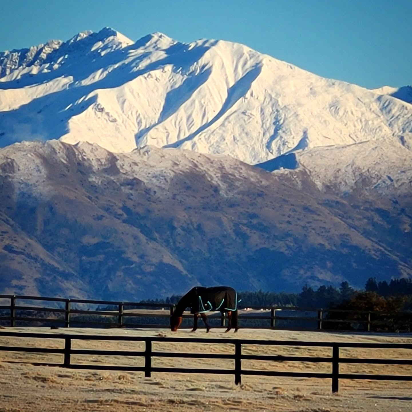 Morning frost and new snow early this morning on the Southern Alps of Mt. Aspiring National Park. Seen from Wanaka/Hawea NZ
.
.
@purenewzealand #newzealand #wanaka #lovewanaka @wanaka #mountainspirit #meditation #retreats #horses #mountains #mountain scenery
