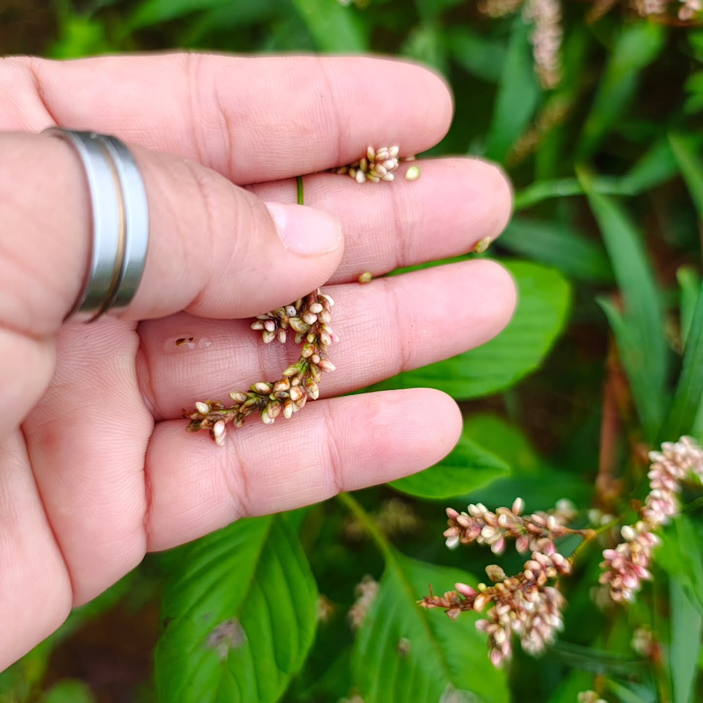 Conhece uma panc? Manda um foto tbm!
Essa é erva de bicho, fica linda na salada!
#panc